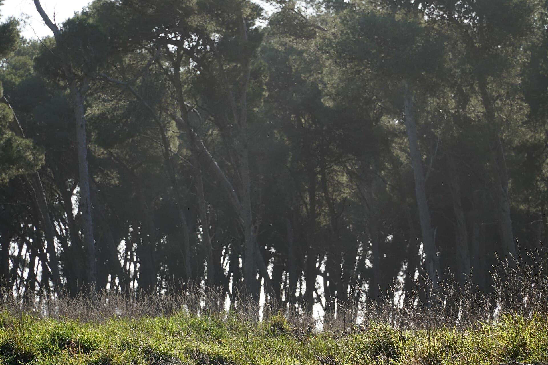 Parque Miguel Lillo (Necochea), Necochea