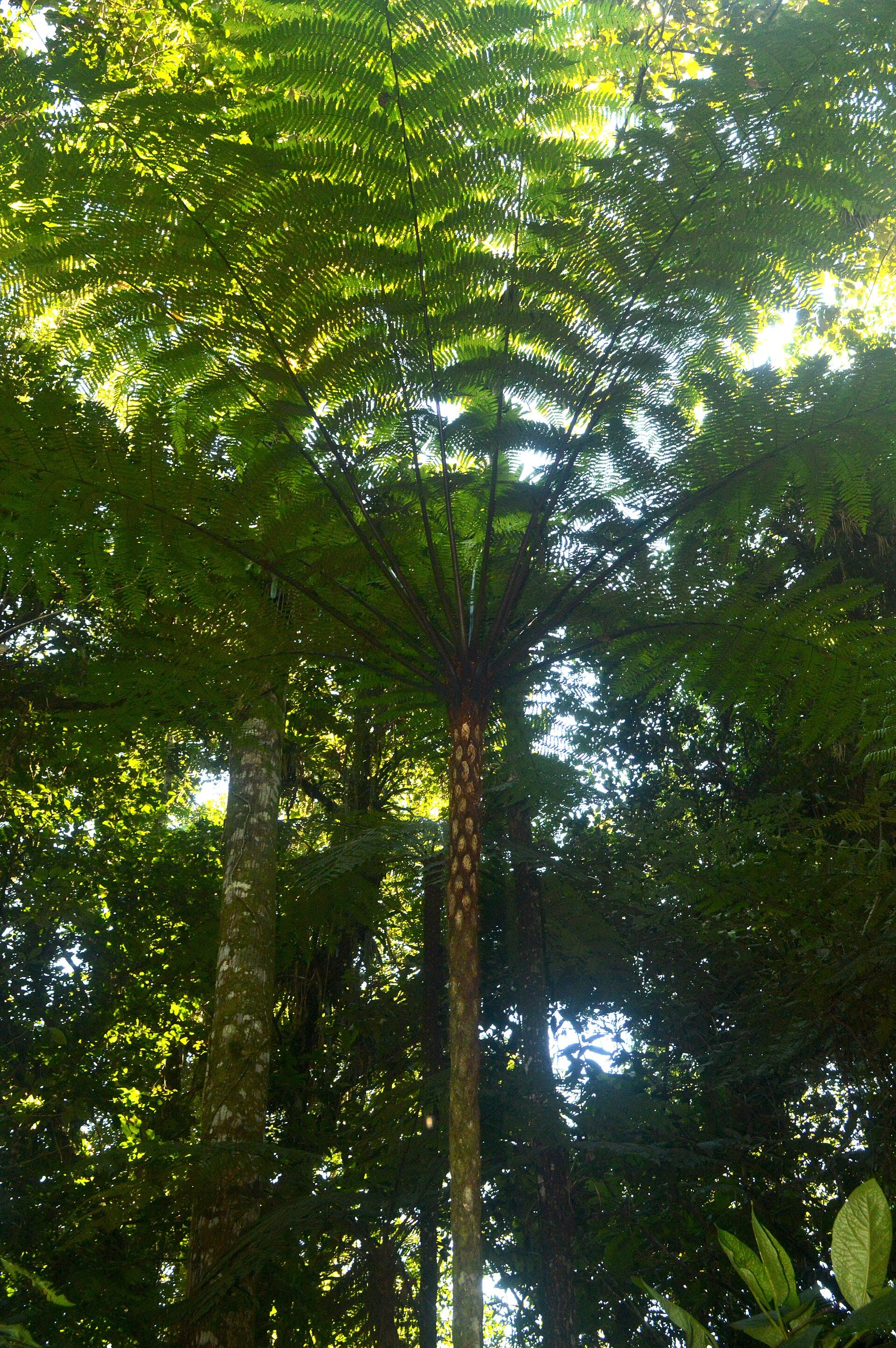 Morro do Baú Botanical Park, Ilhota