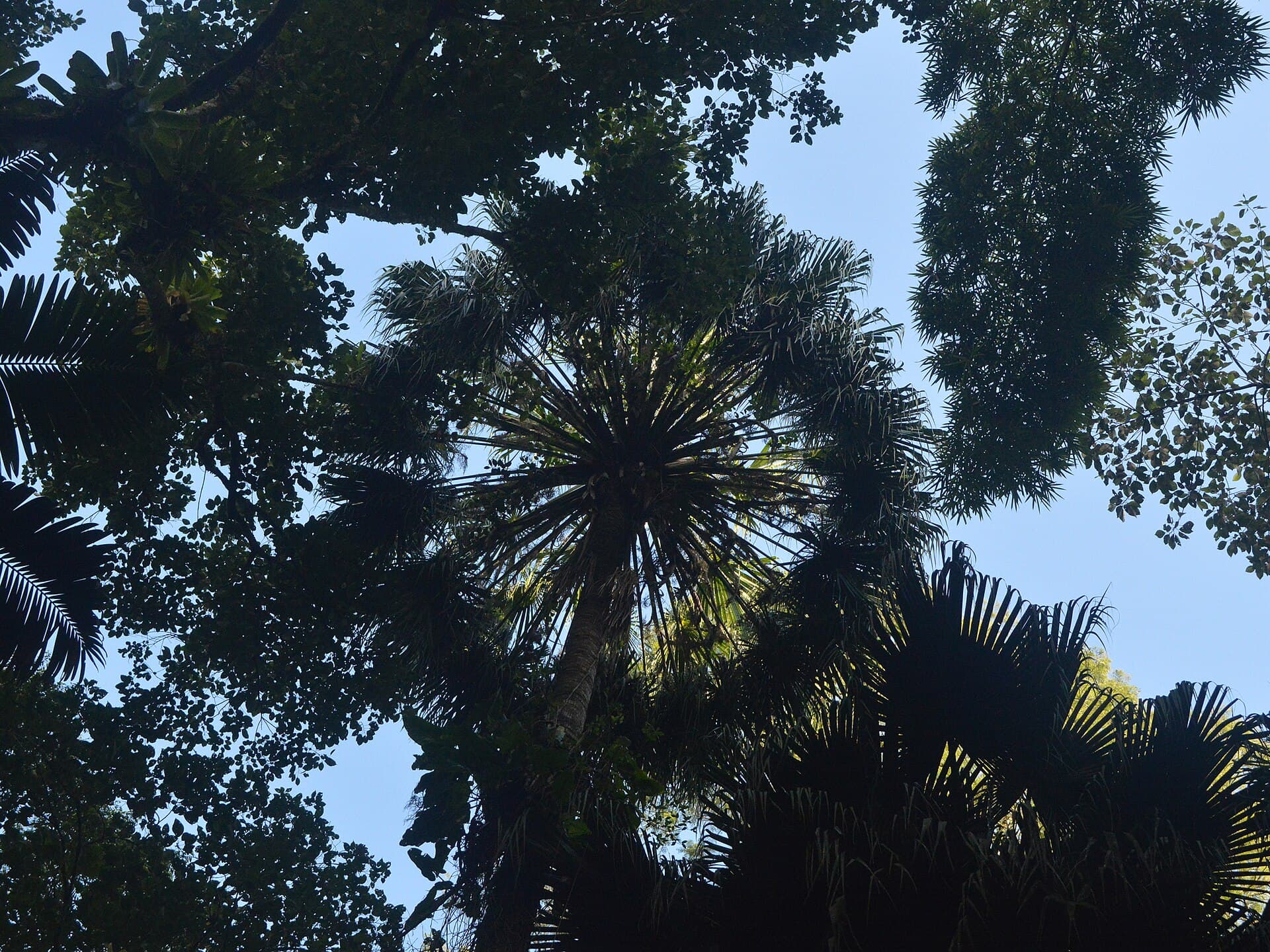 Morro do Baú Botanical Park, Ilhota