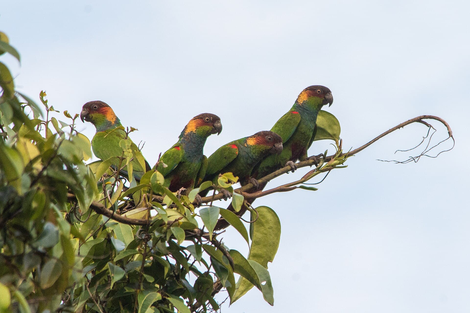 Pau Brasil National Park, Porto Seguro