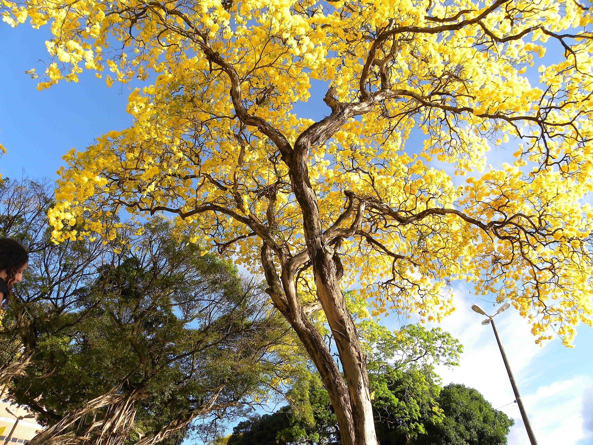 Parque Sólon de Lucena (Parque da Lagoa), João Pessoa