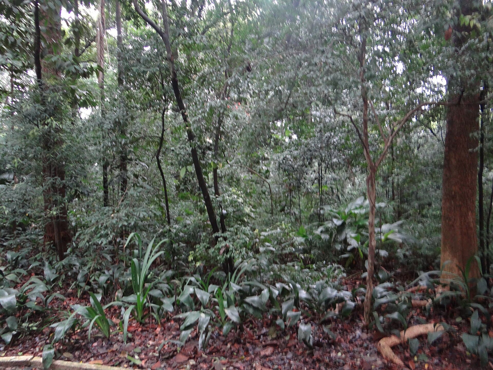 Parque Trianon, São Paulo