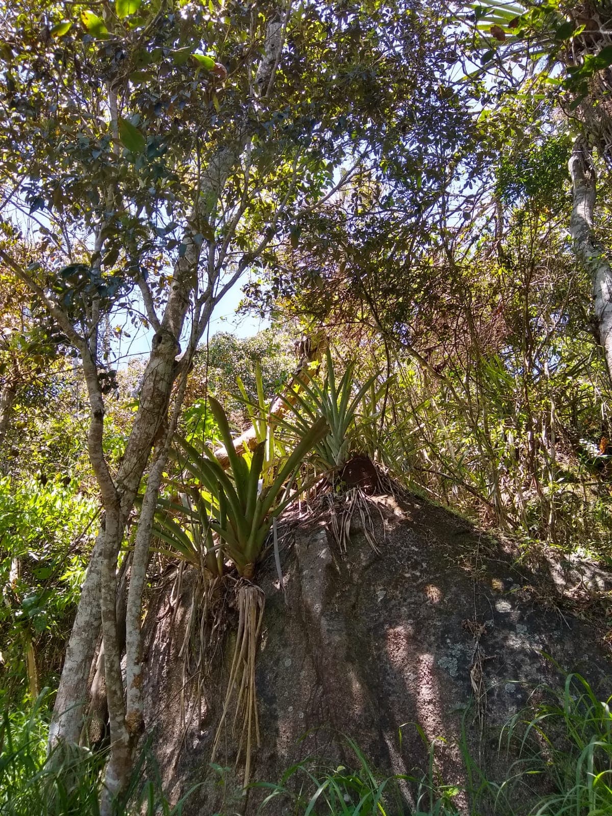 Vasconcelos Sobrinho Park (Caruaru), Caruaru