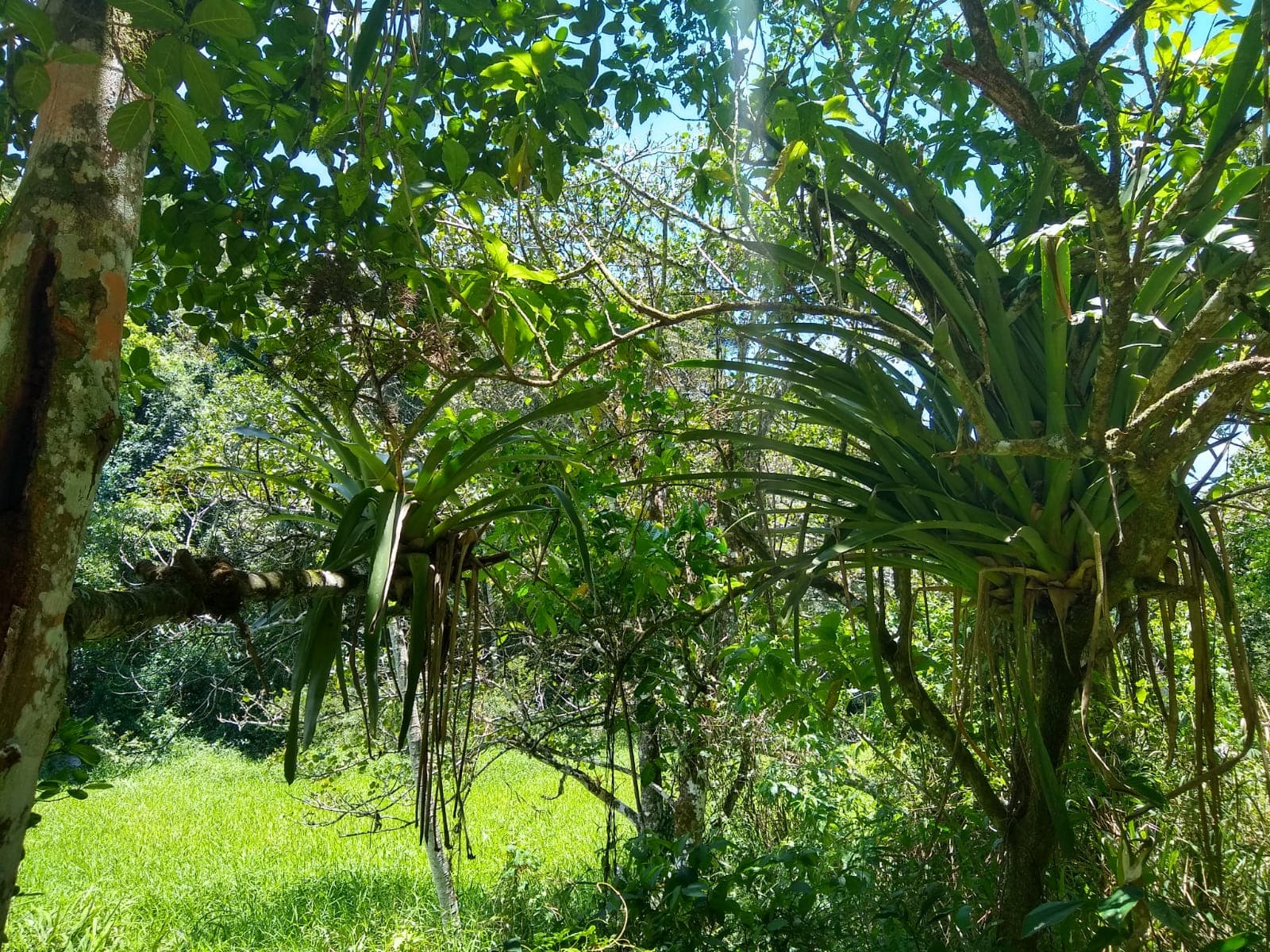 Vasconcelos Sobrinho Park (Caruaru), Caruaru