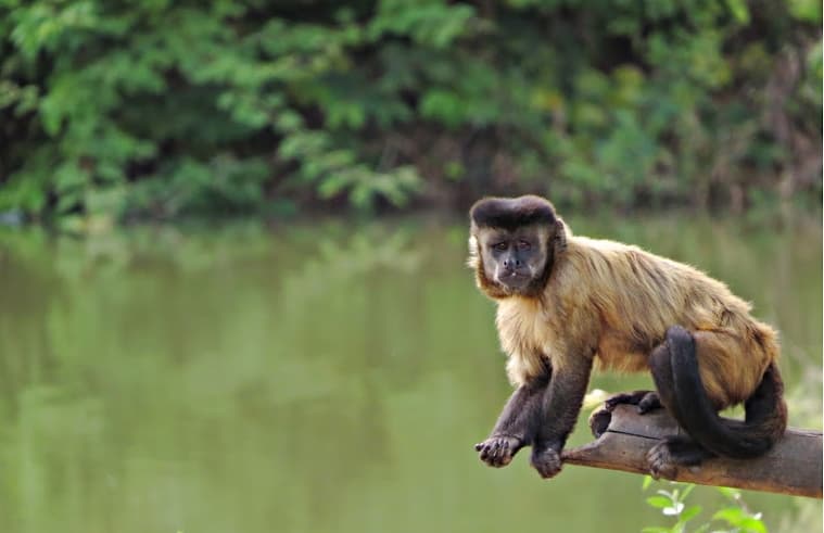 Parque Zoobotânico (Teresina), Teresina