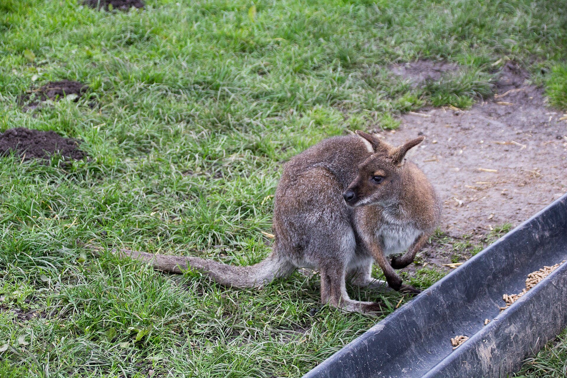 Peak Wildlife Park, Peak District