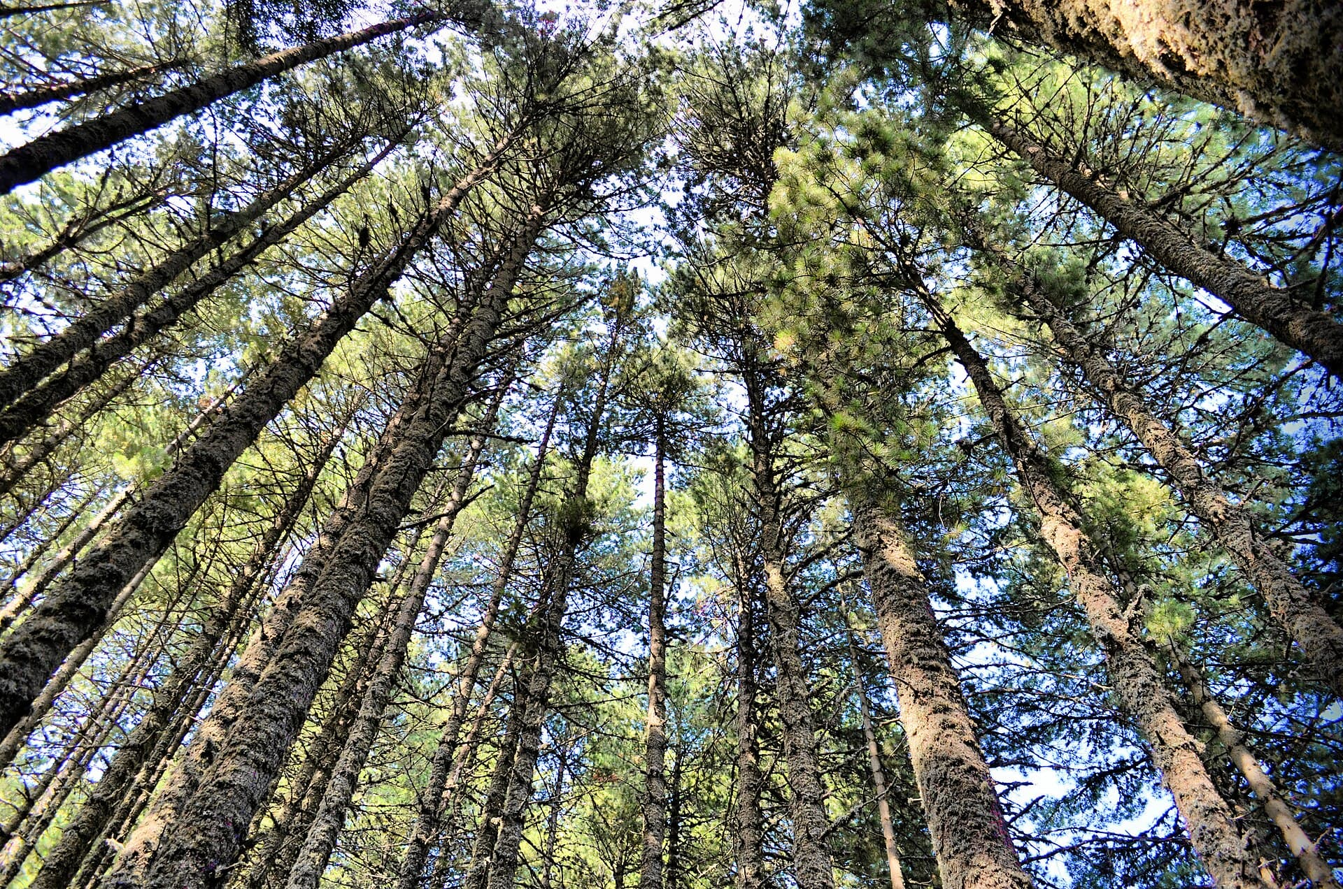 Pelister National Park, Bitola