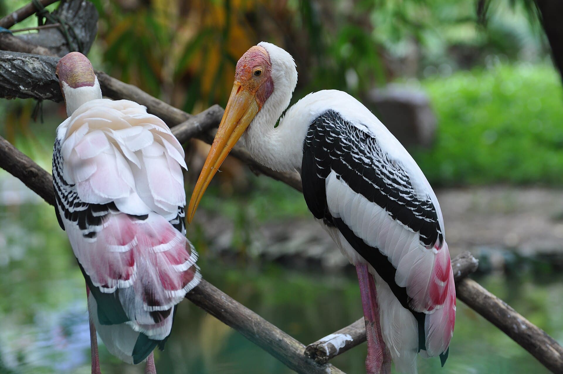 Penang Bird Park