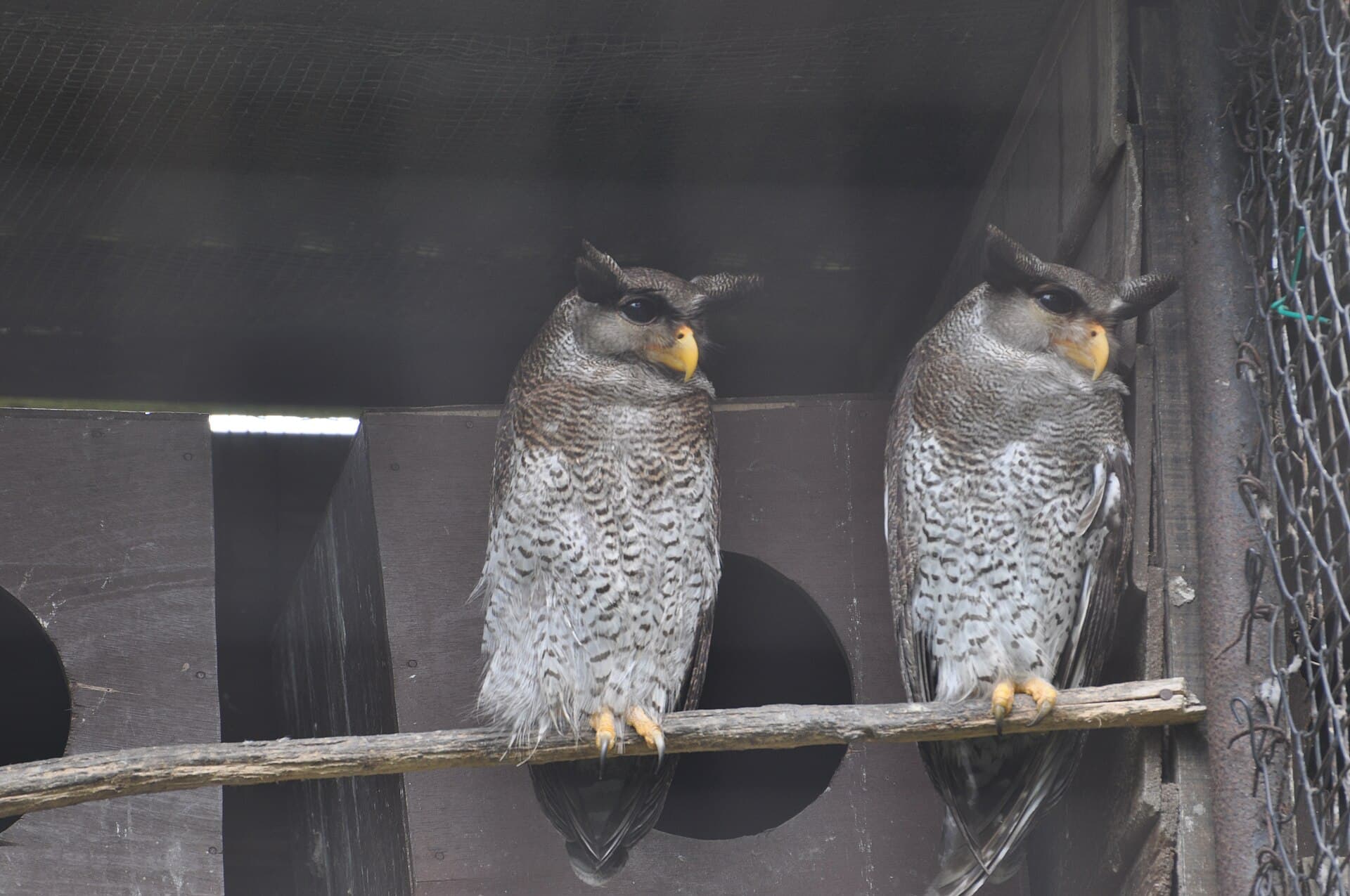 Penang Bird Park