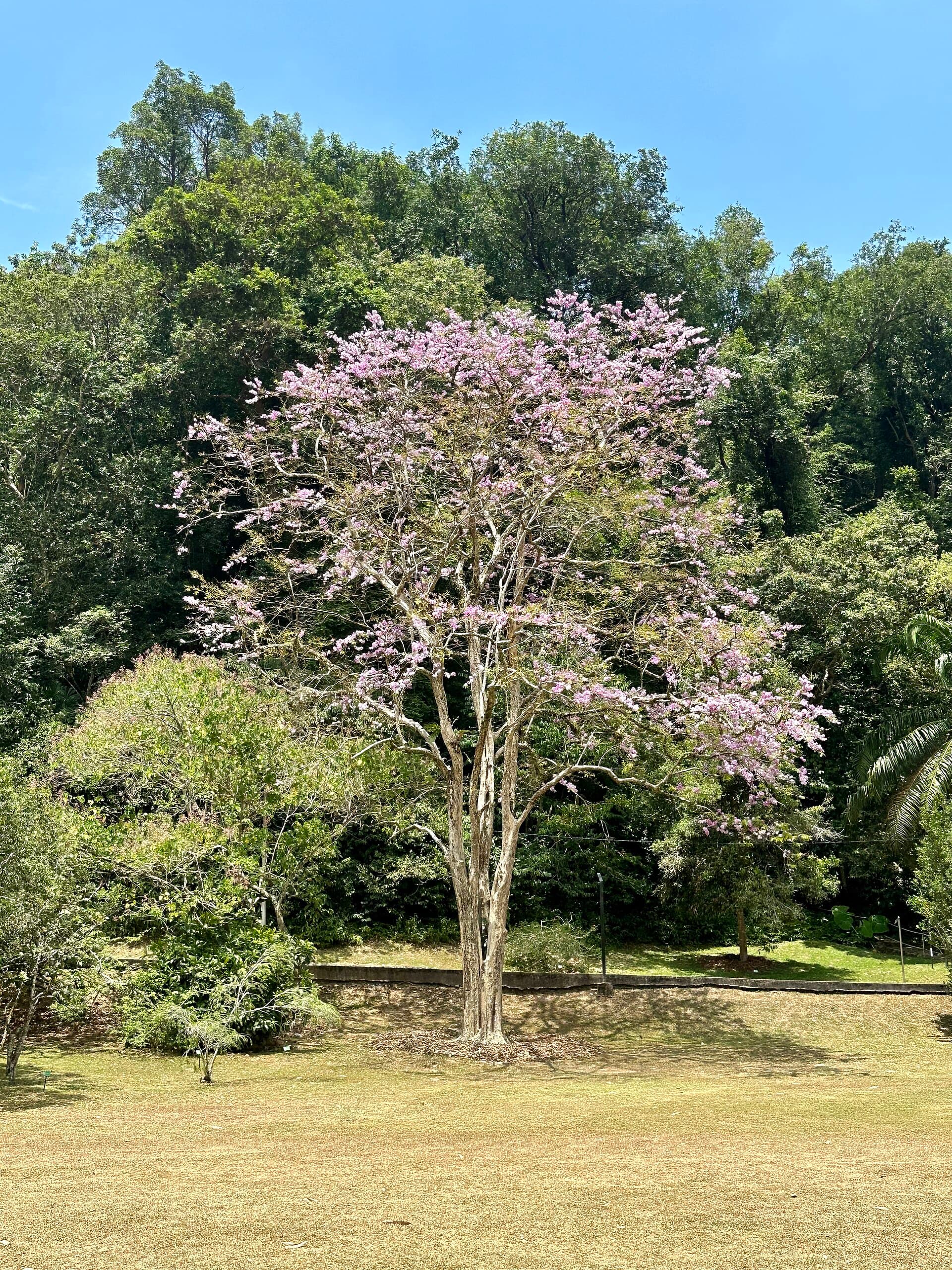 Penang Botanic Gardens
