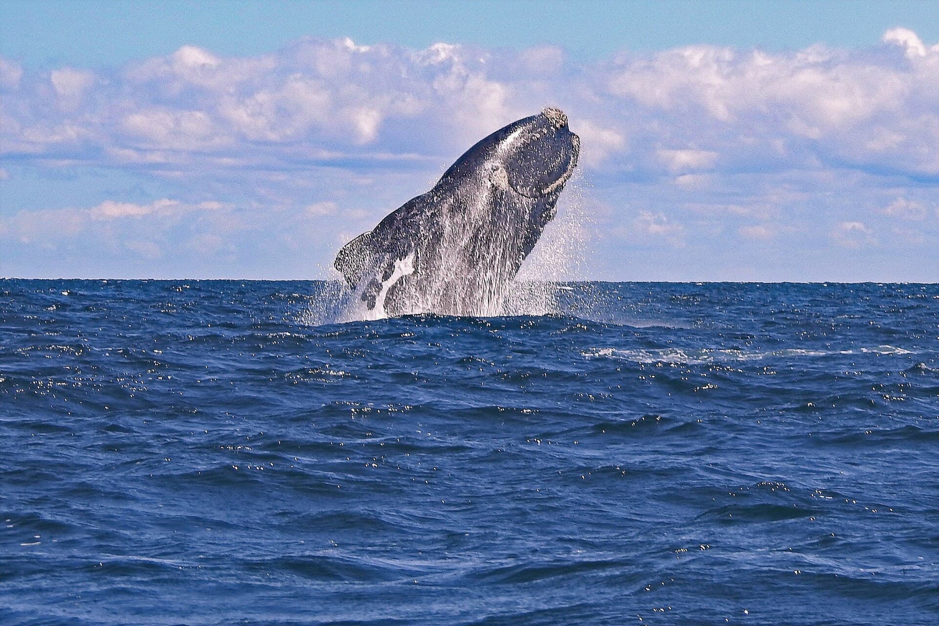 Península Valdés, Puerto Madryn