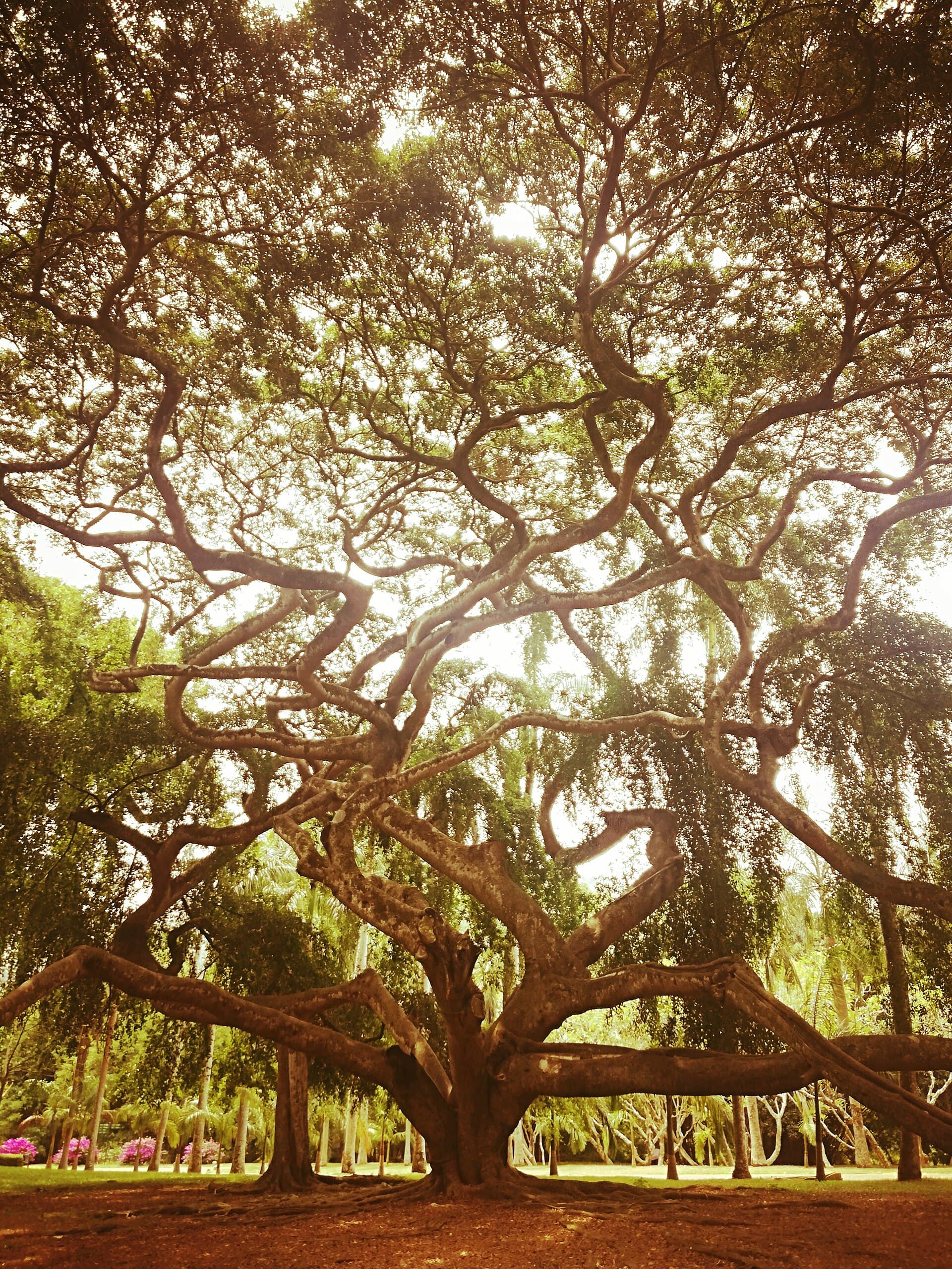 Royal Botanic Gardens, Peradeniya