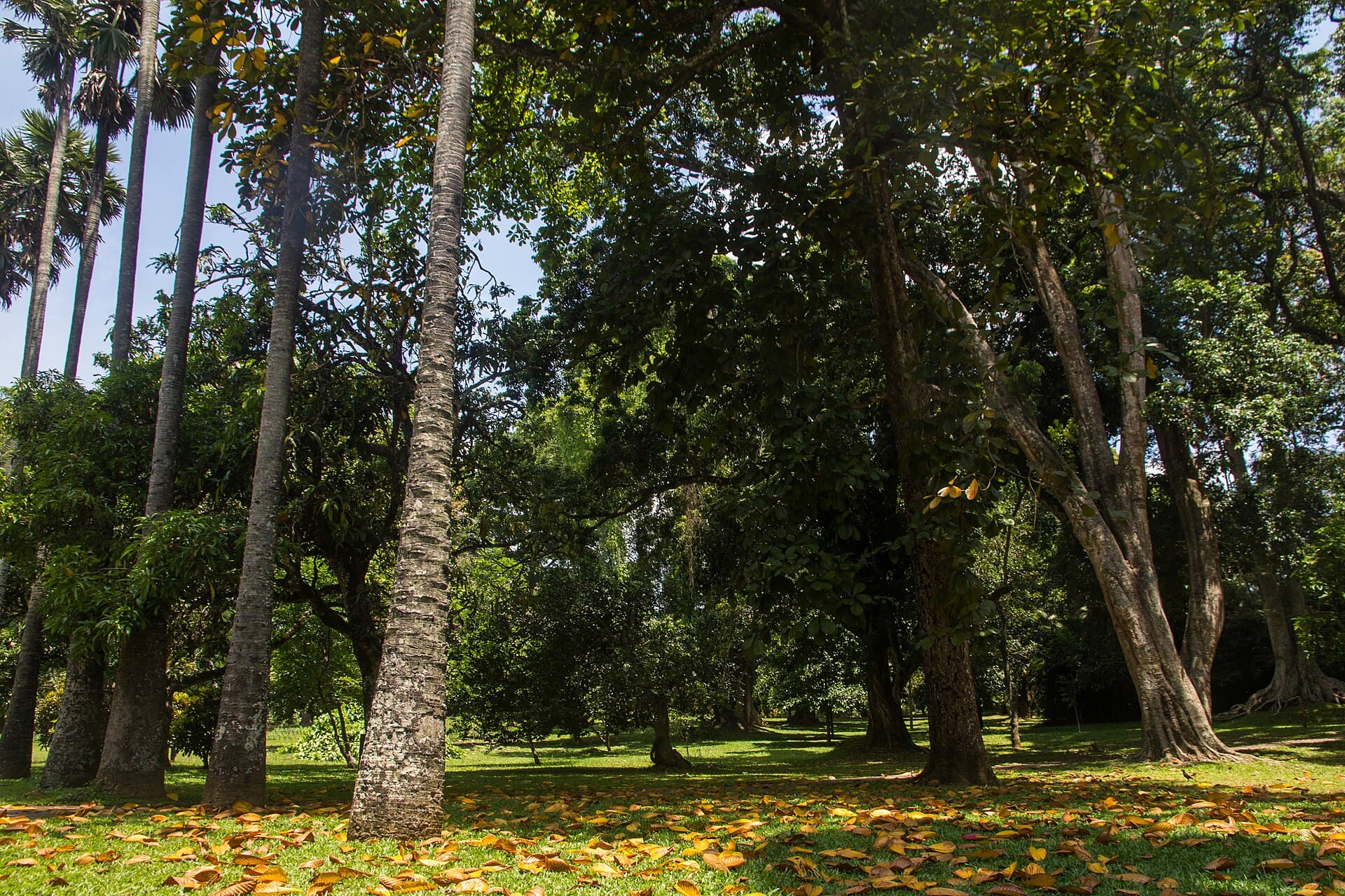 Royal Botanic Gardens, Peradeniya