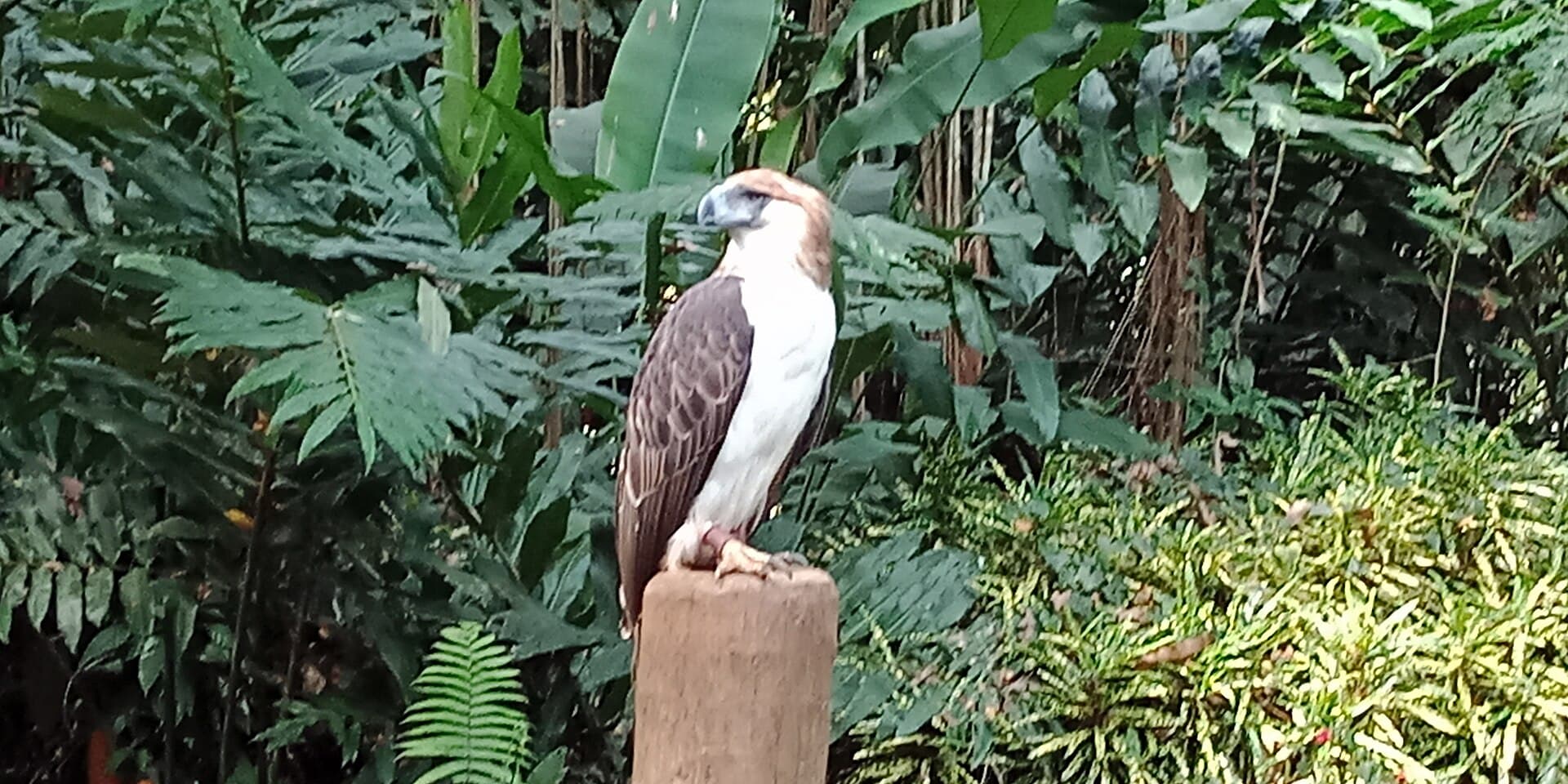 Philippine eagle at the Philippine Eagle Center