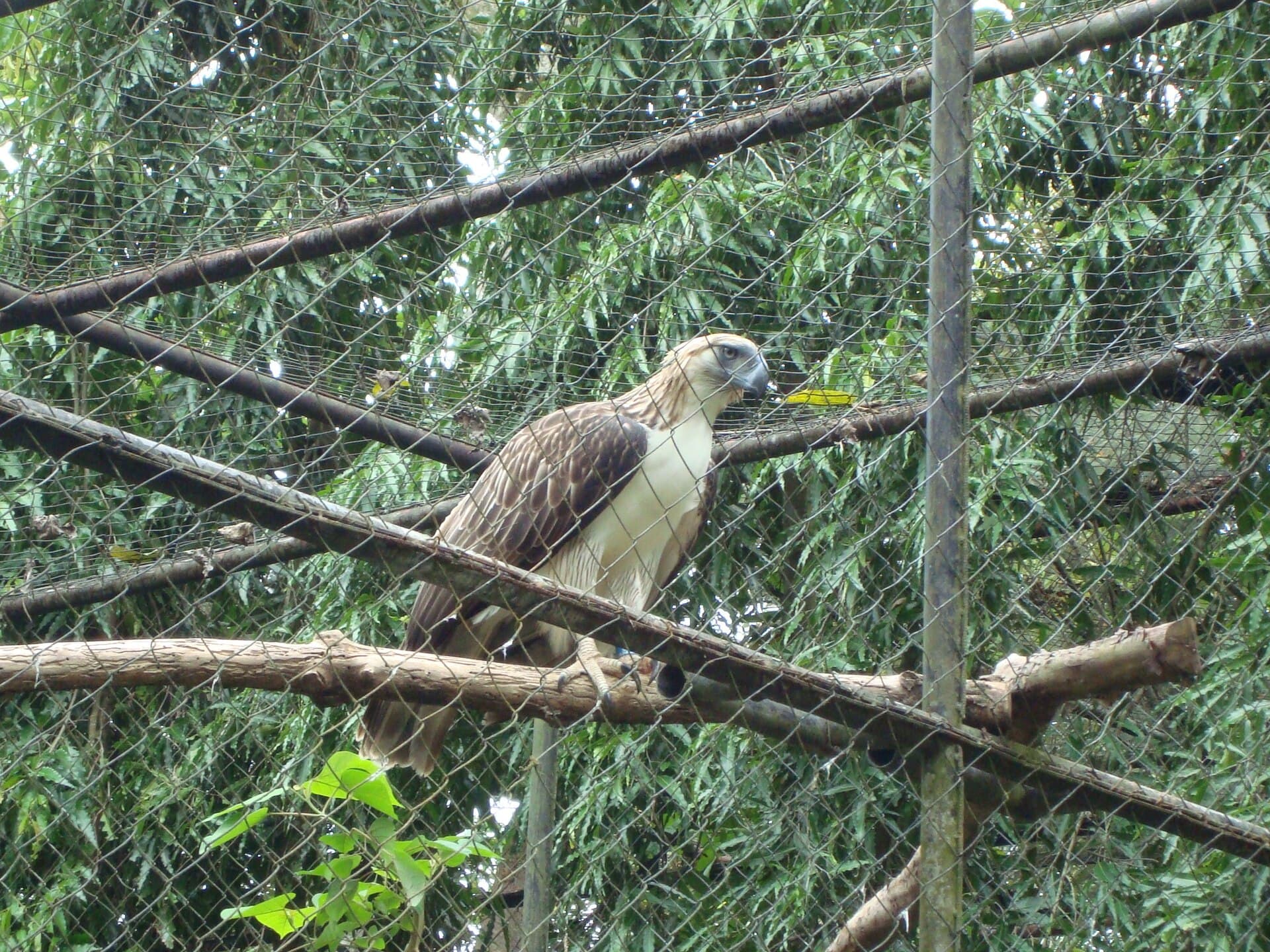 Philippine eagle at the Philippine Eagle Center