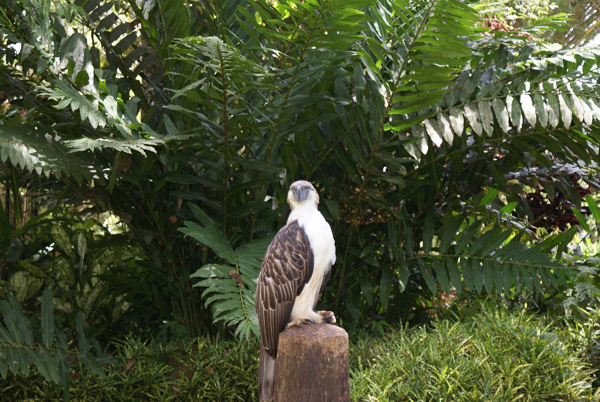 Philippine eagle at the Philippine Eagle Center
