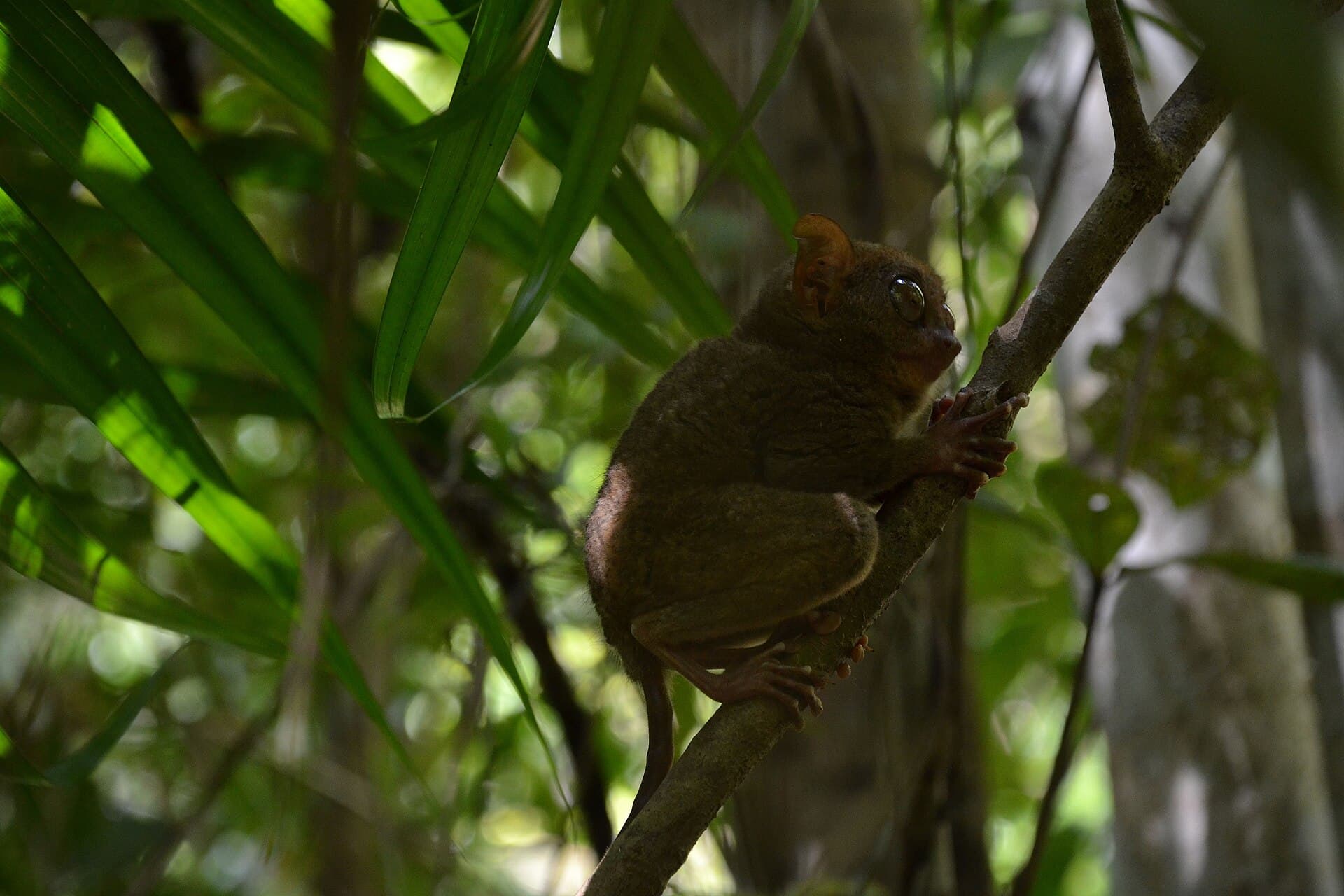 Philippine tarsier, Corella sanctuary