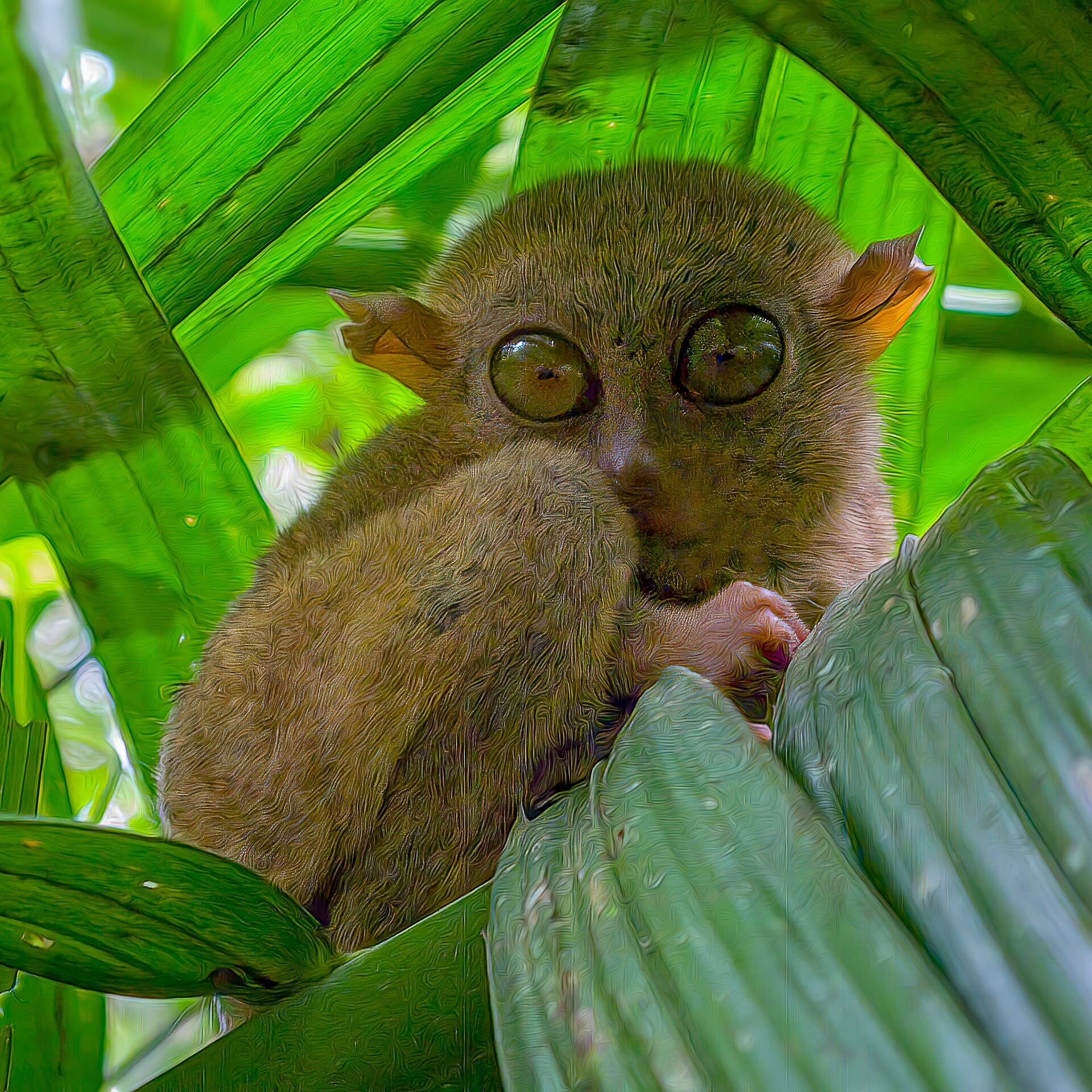 Philippine tarsier, Corella sanctuary