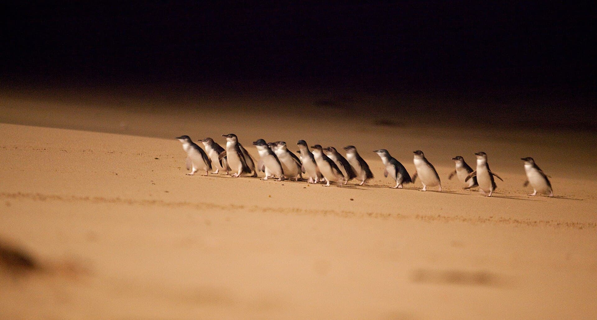 Penguin Parade, Phillip Island