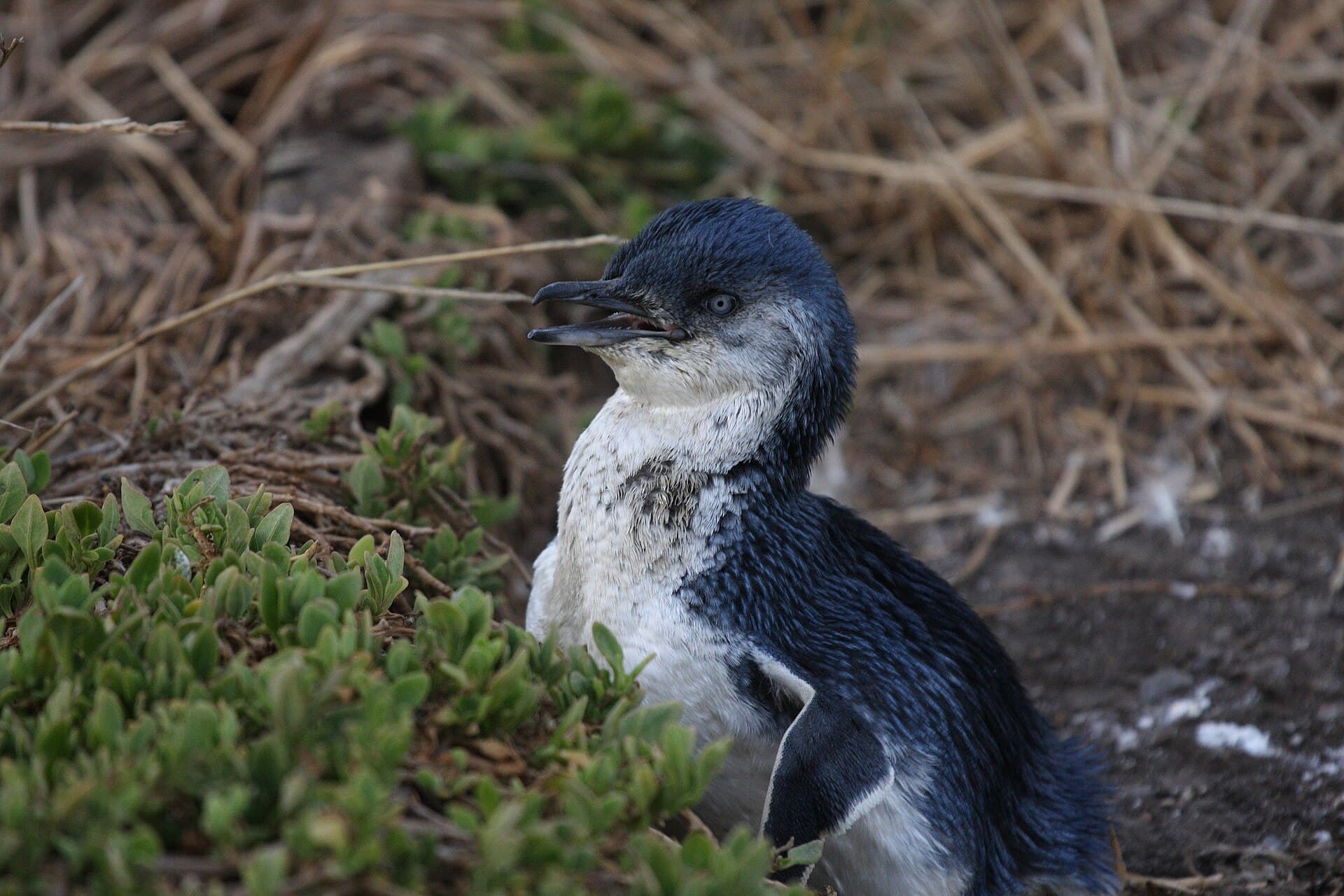 Penguin Parade, Phillip Island