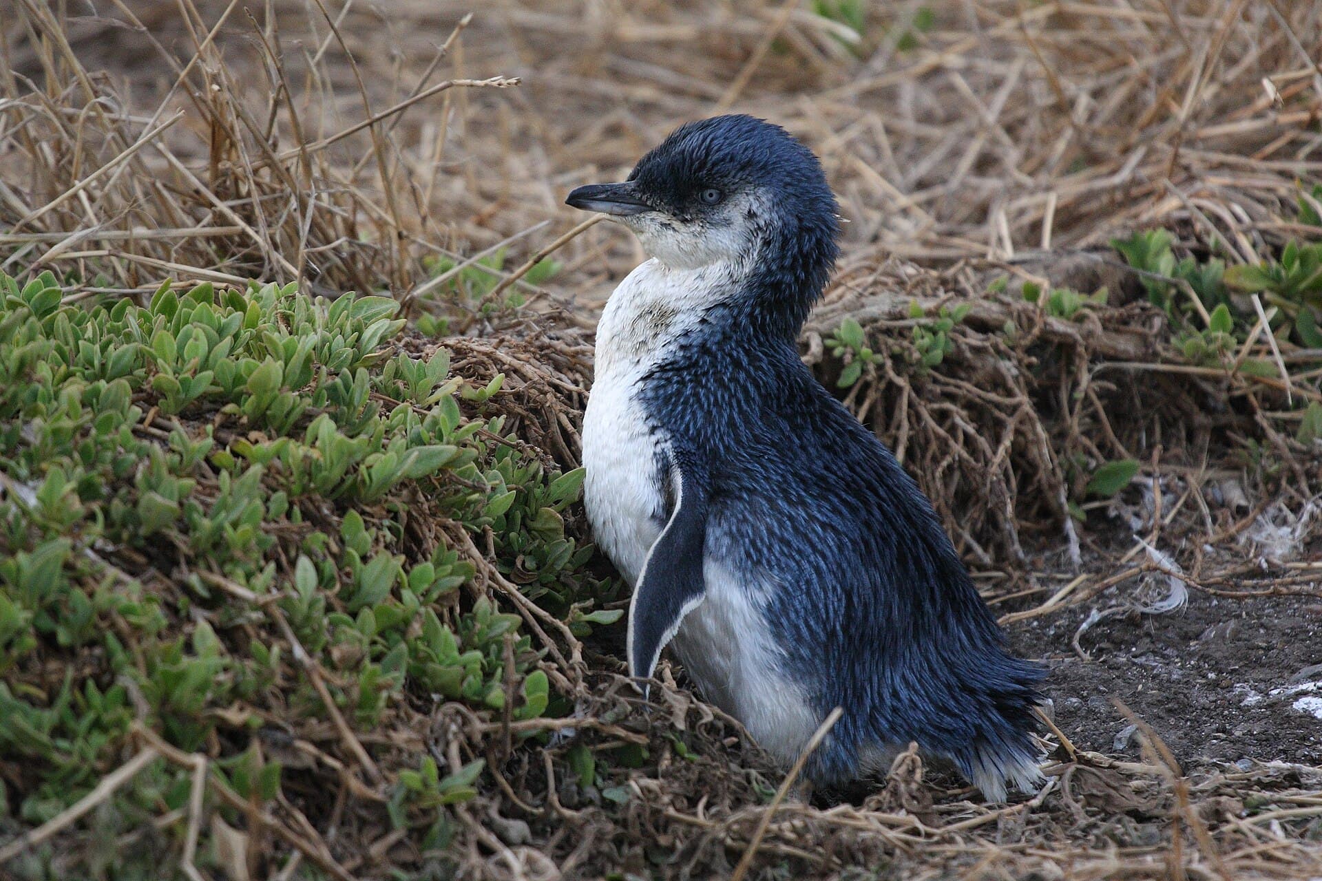 Penguin Parade, Phillip Island