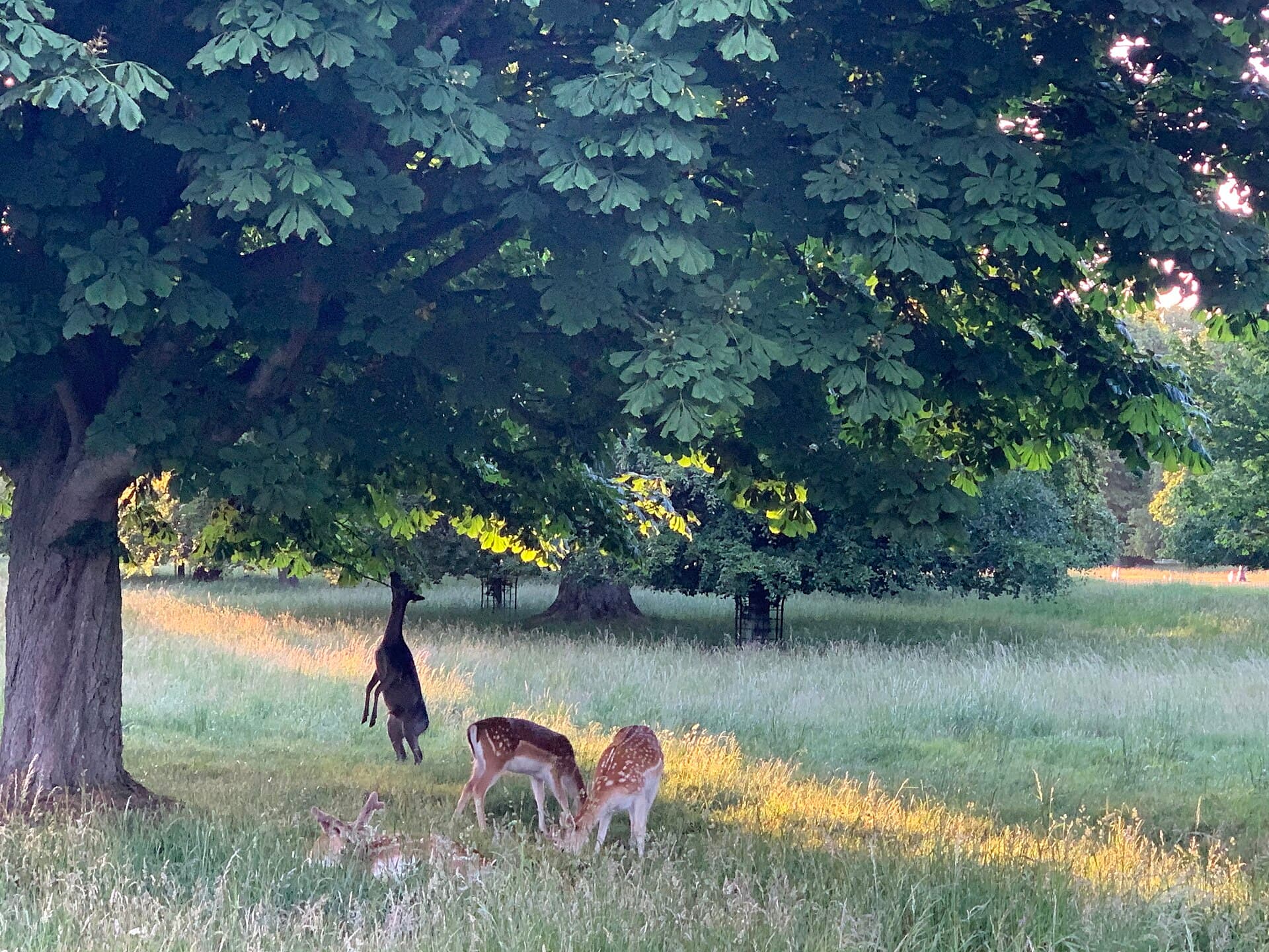 Phoenix Park