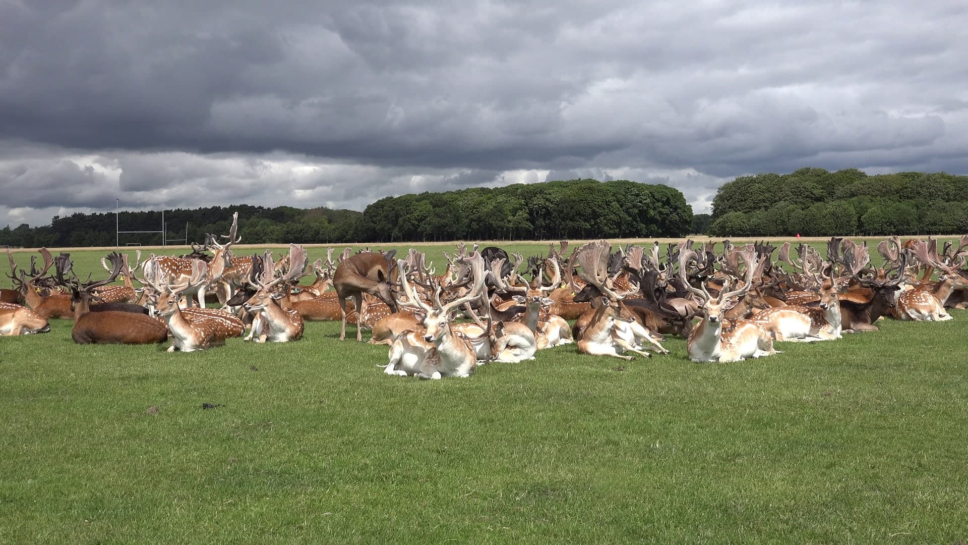 Phoenix Park