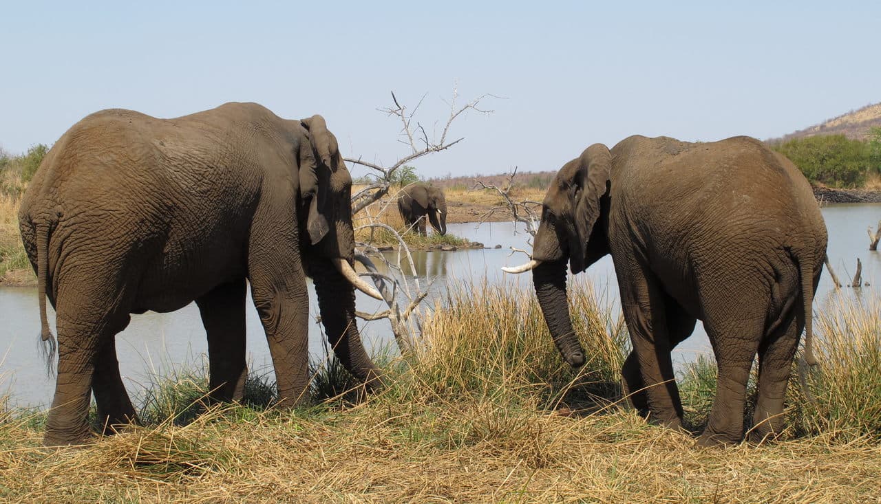 Pilanesberg National Park