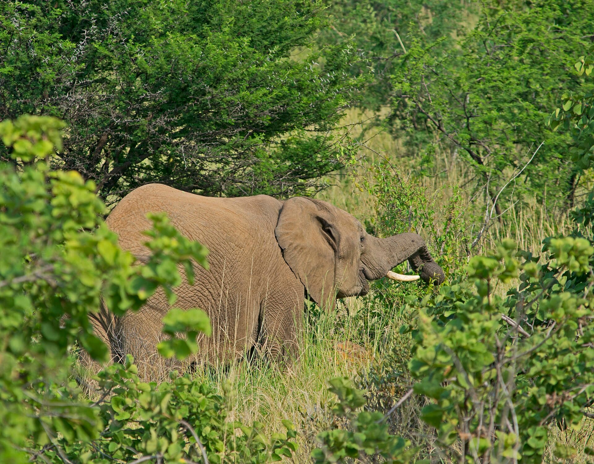 Pilanesberg National Park