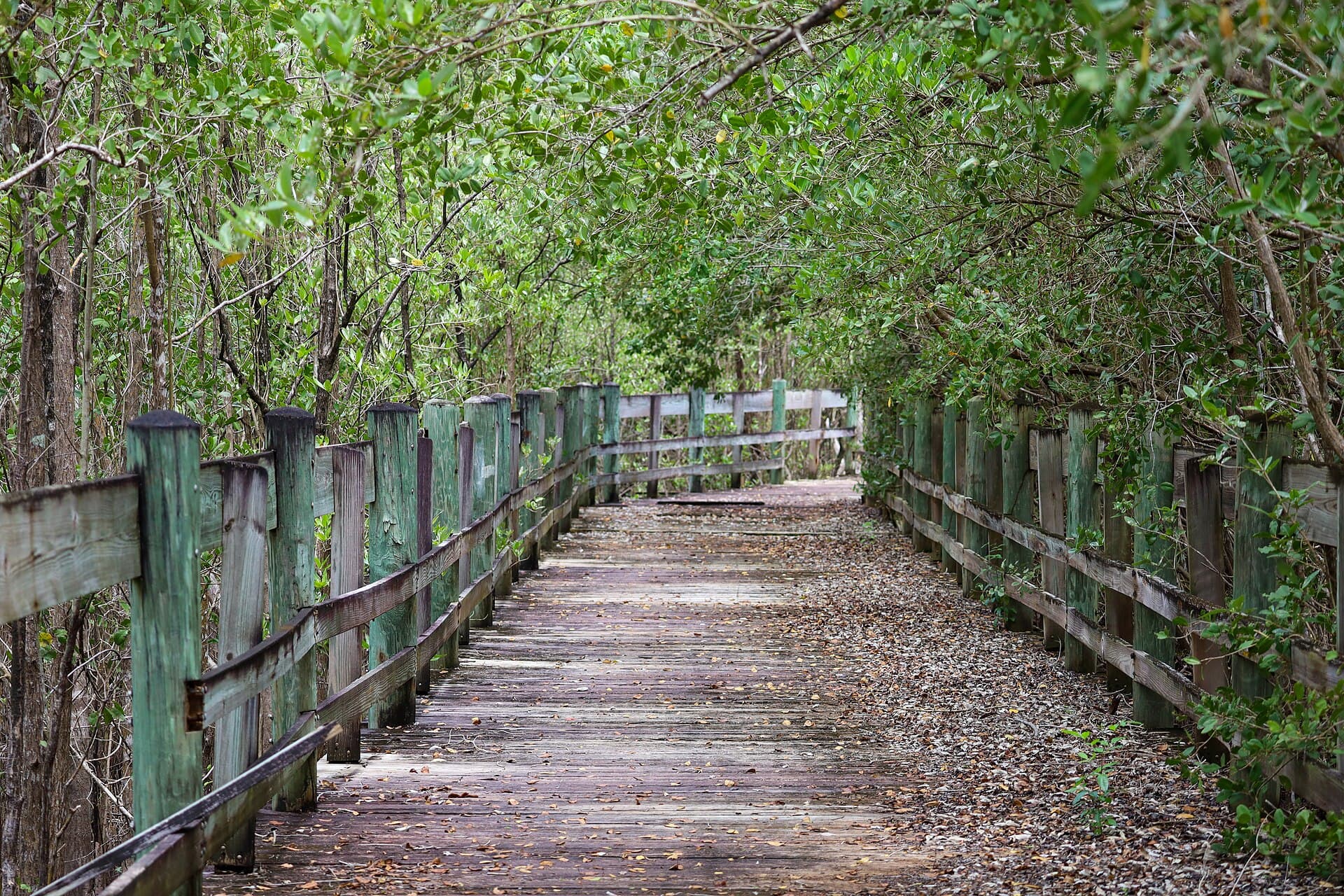 The Pinones boardwalk through the mangroves