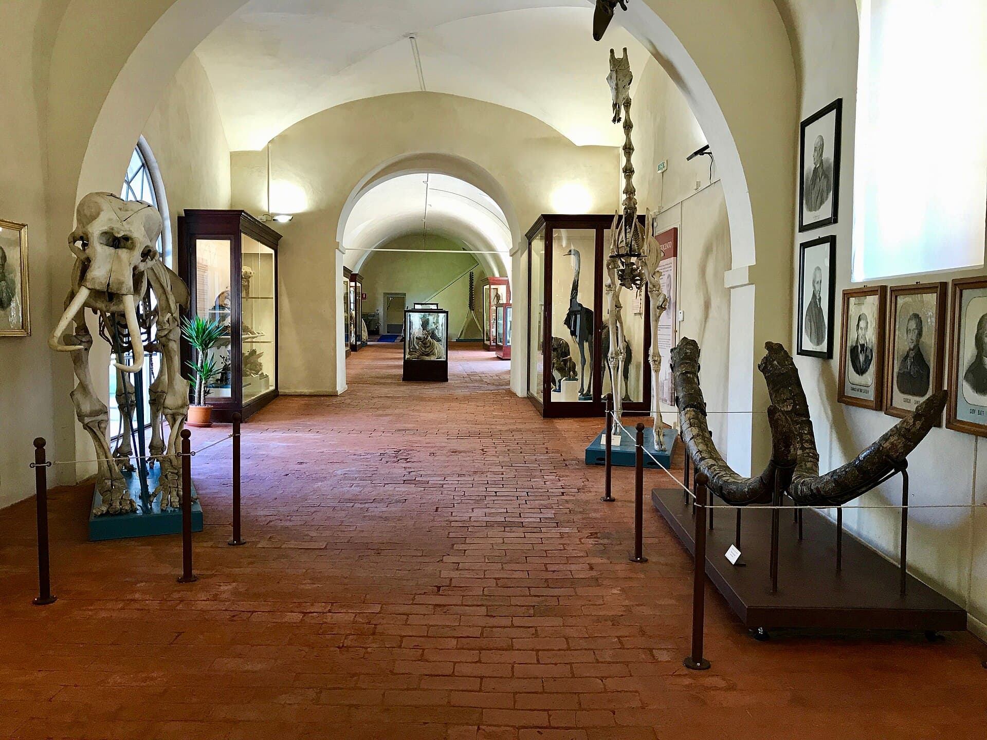 Natural History Museum of the University of Pisa, Pisa