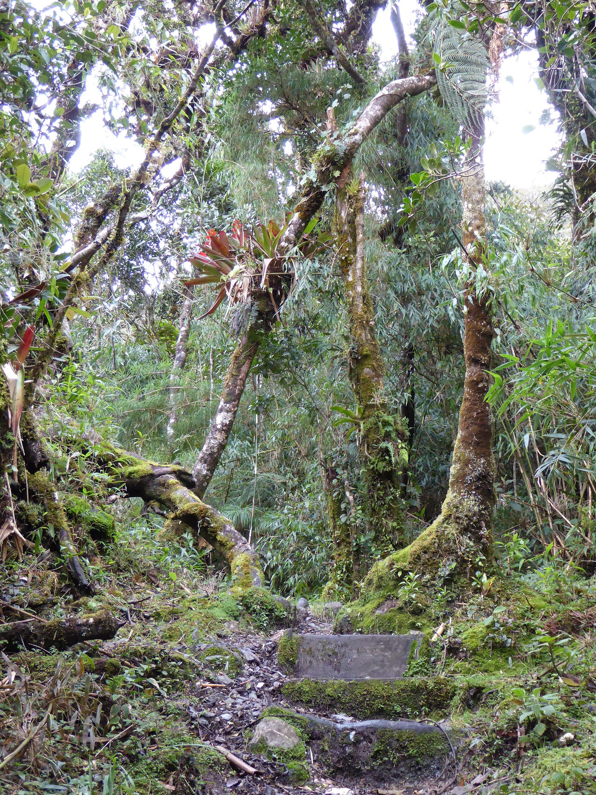 Cloud forest in Podocarpus National Park