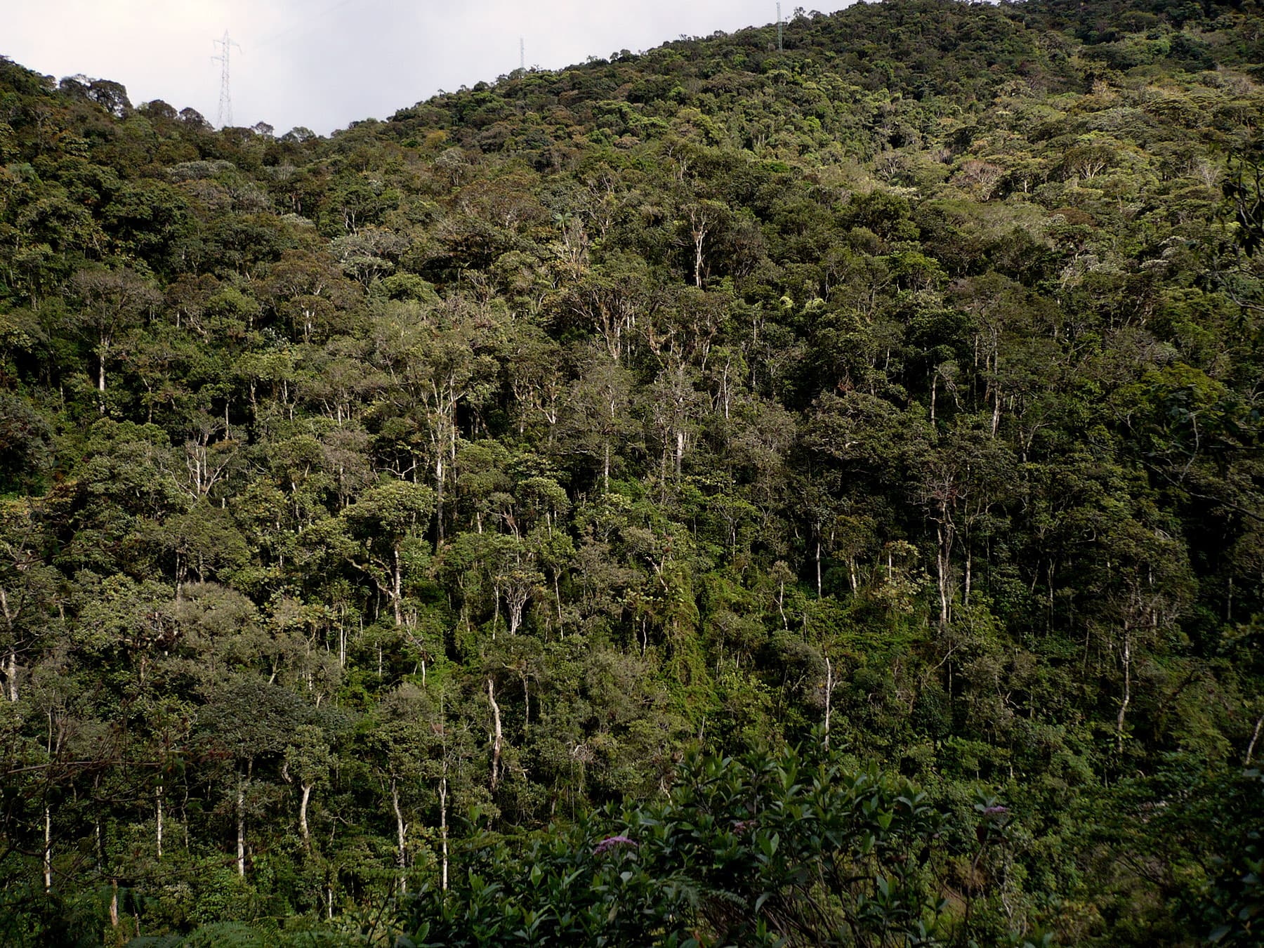 Cloud forest in Podocarpus National Park