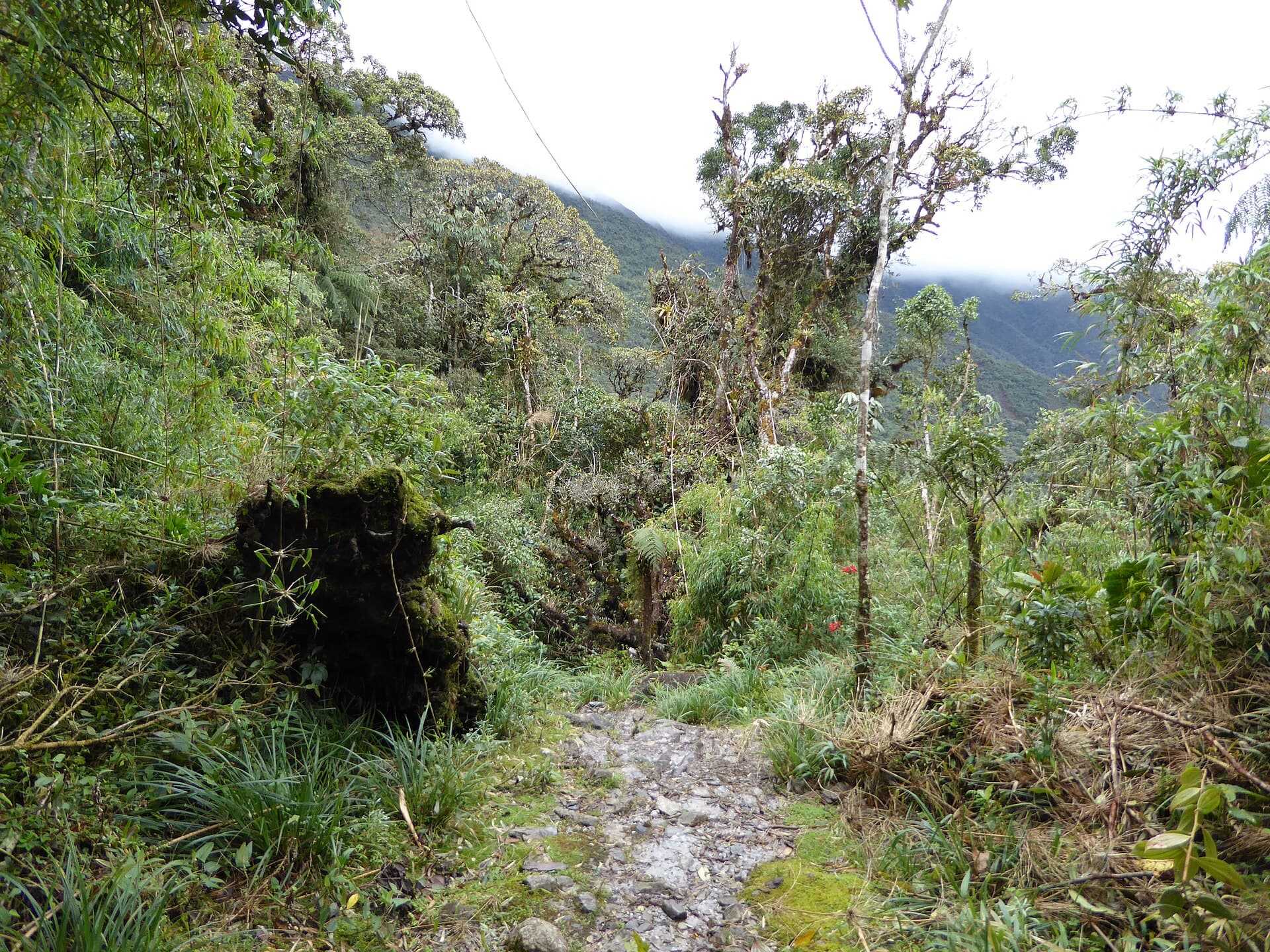 Cloud forest in Podocarpus National Park