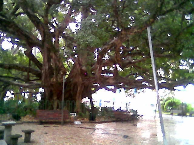 Praça XV de Novembro (Florianópolis), Florianópolis