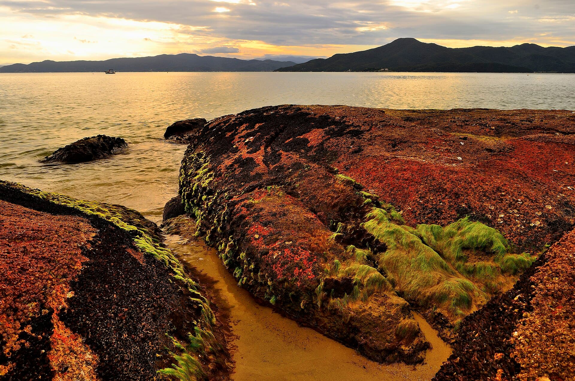 Praia da Daniela, Florianópolis
