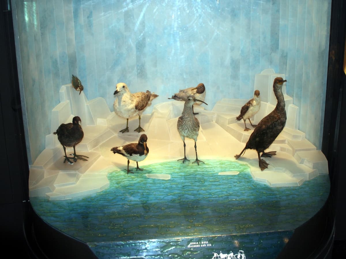 Natural History Museum, Rijeka, Rijeka