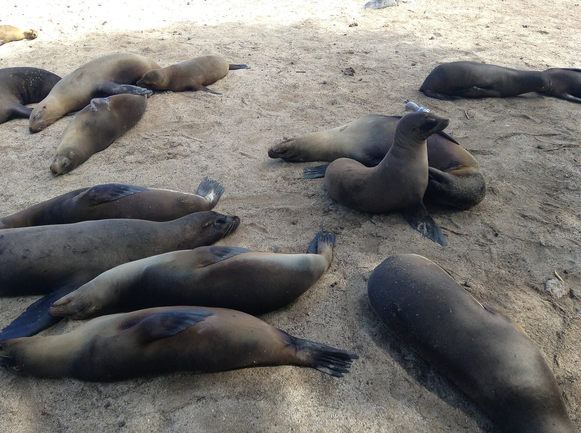 Sea lions in Puerto Baquerizo Moreno