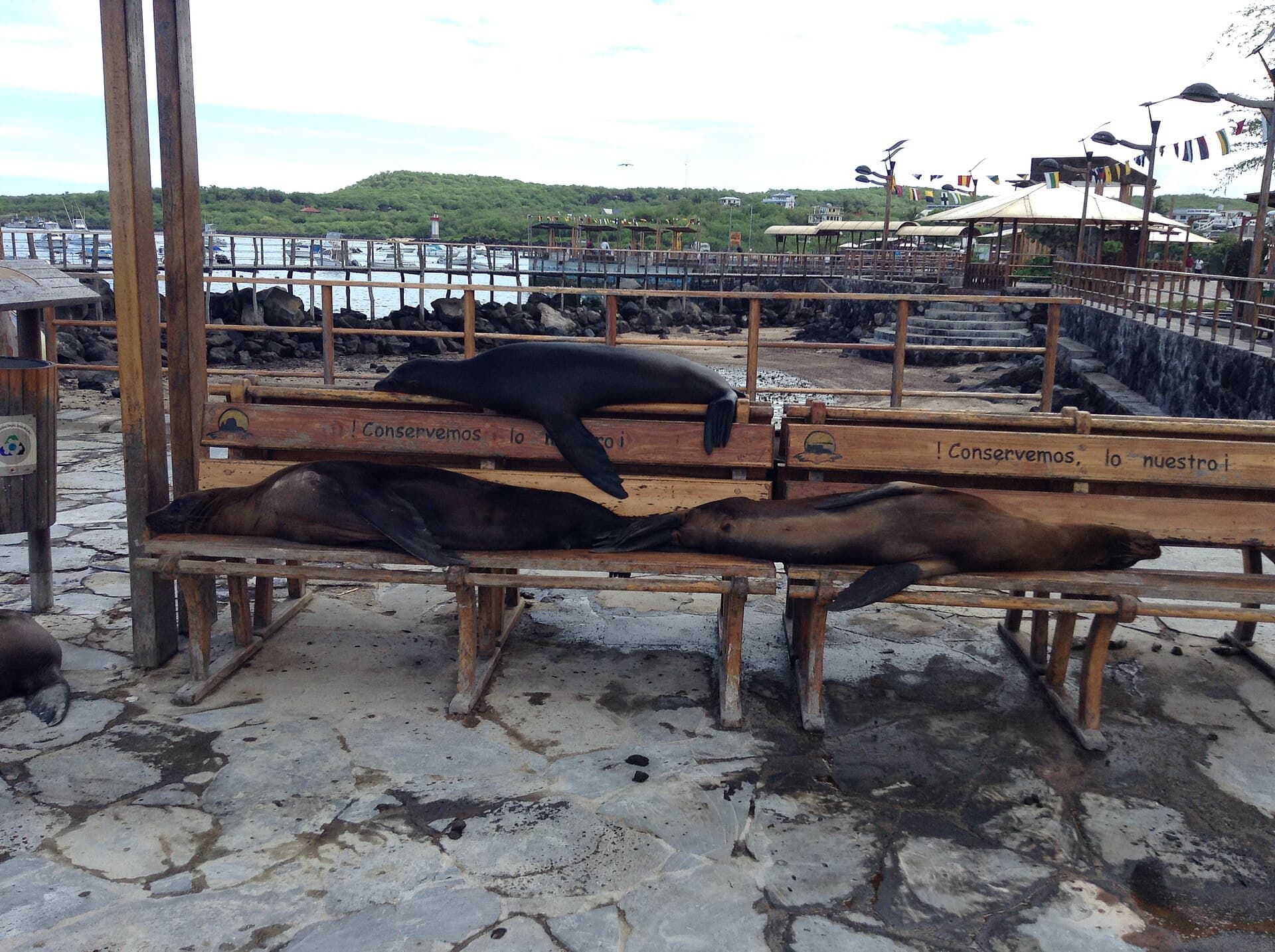 Sea lions in Puerto Baquerizo Moreno