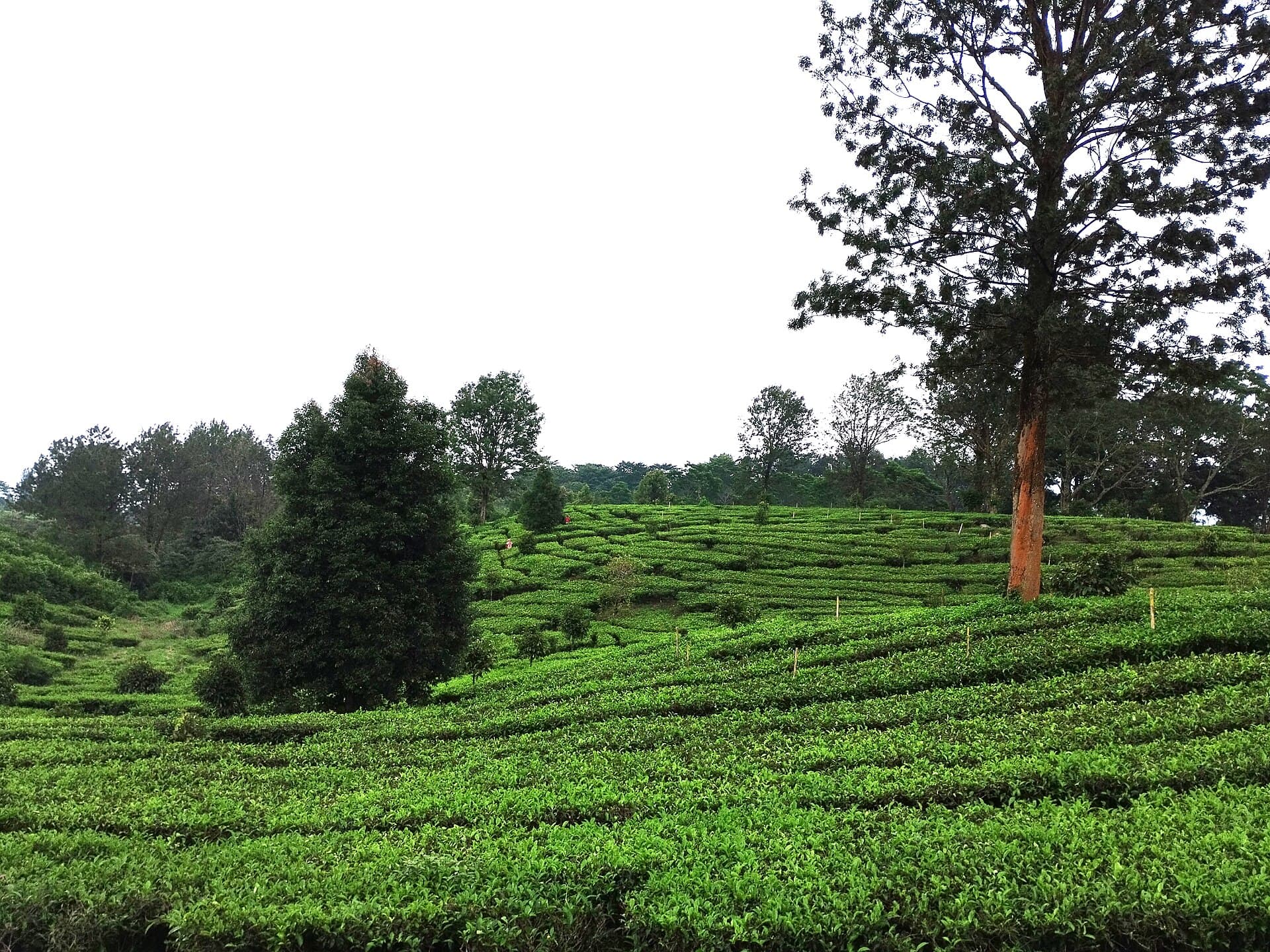 Tea gardens at Puncak