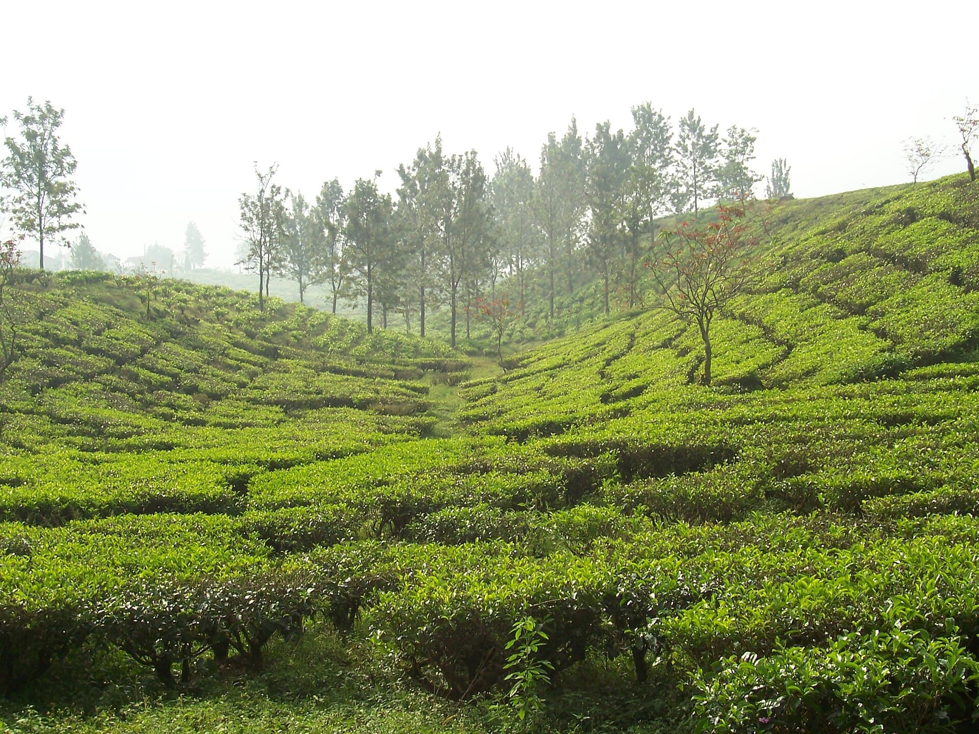 Tea gardens at Puncak