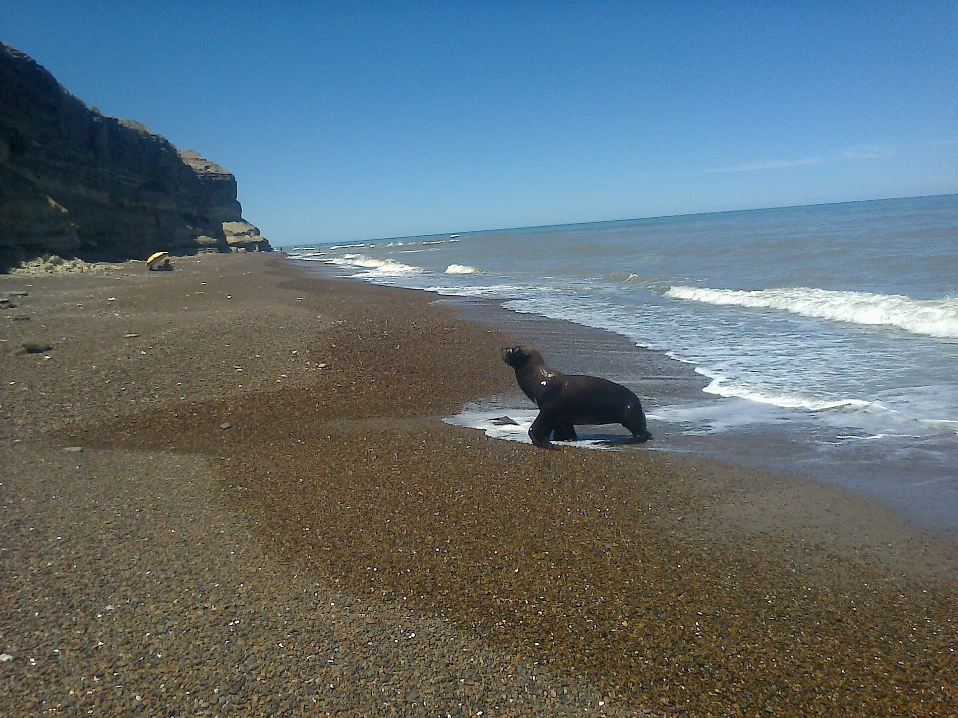 Punta Bermeja Sea Lion Reserve, Carmen de Patagones