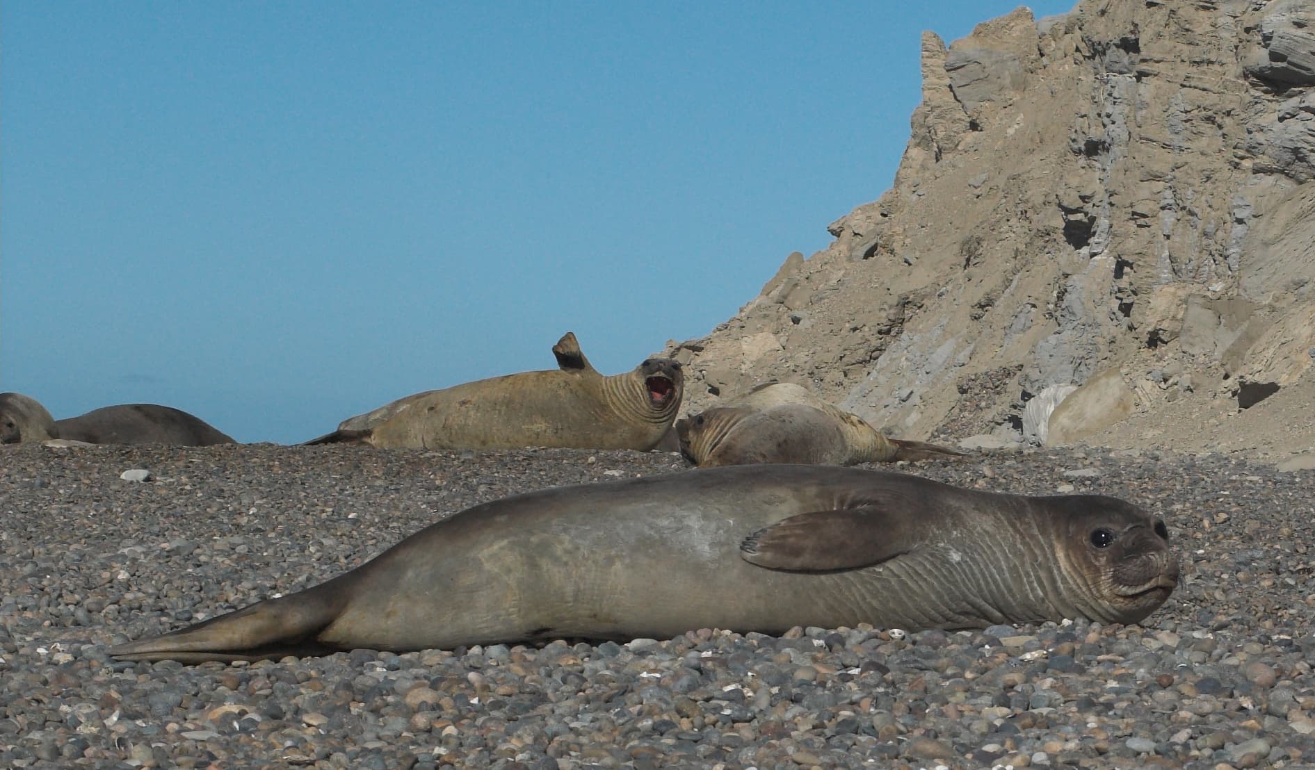 Punta Ninfas (Elephant Seals and Penguins), Puerto Madryn