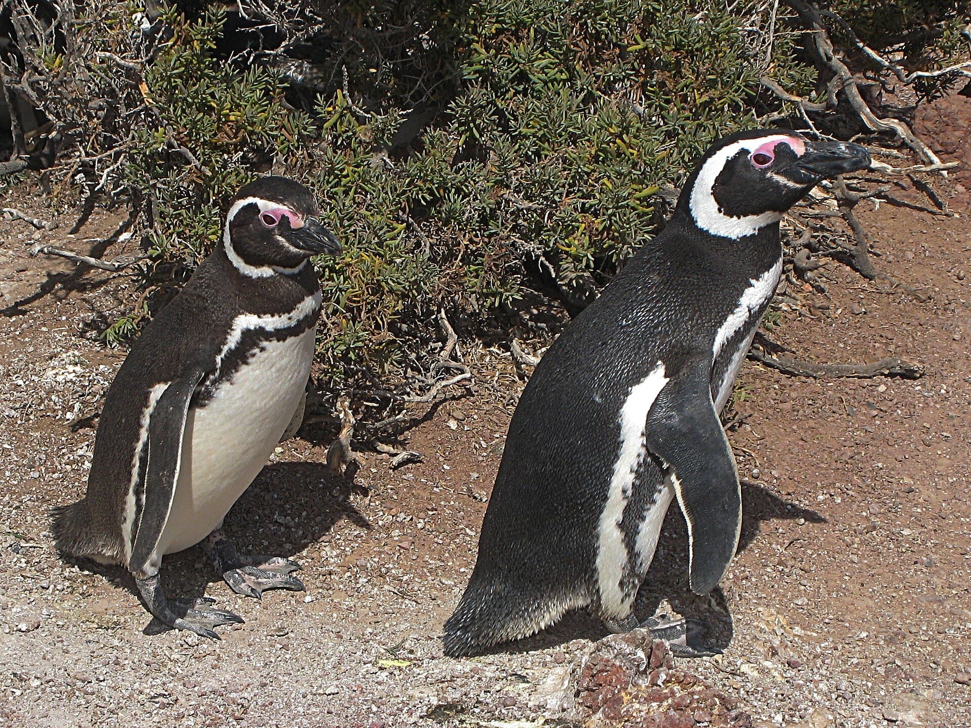 Punta Tombo Penguin Reserve, Puerto Madryn