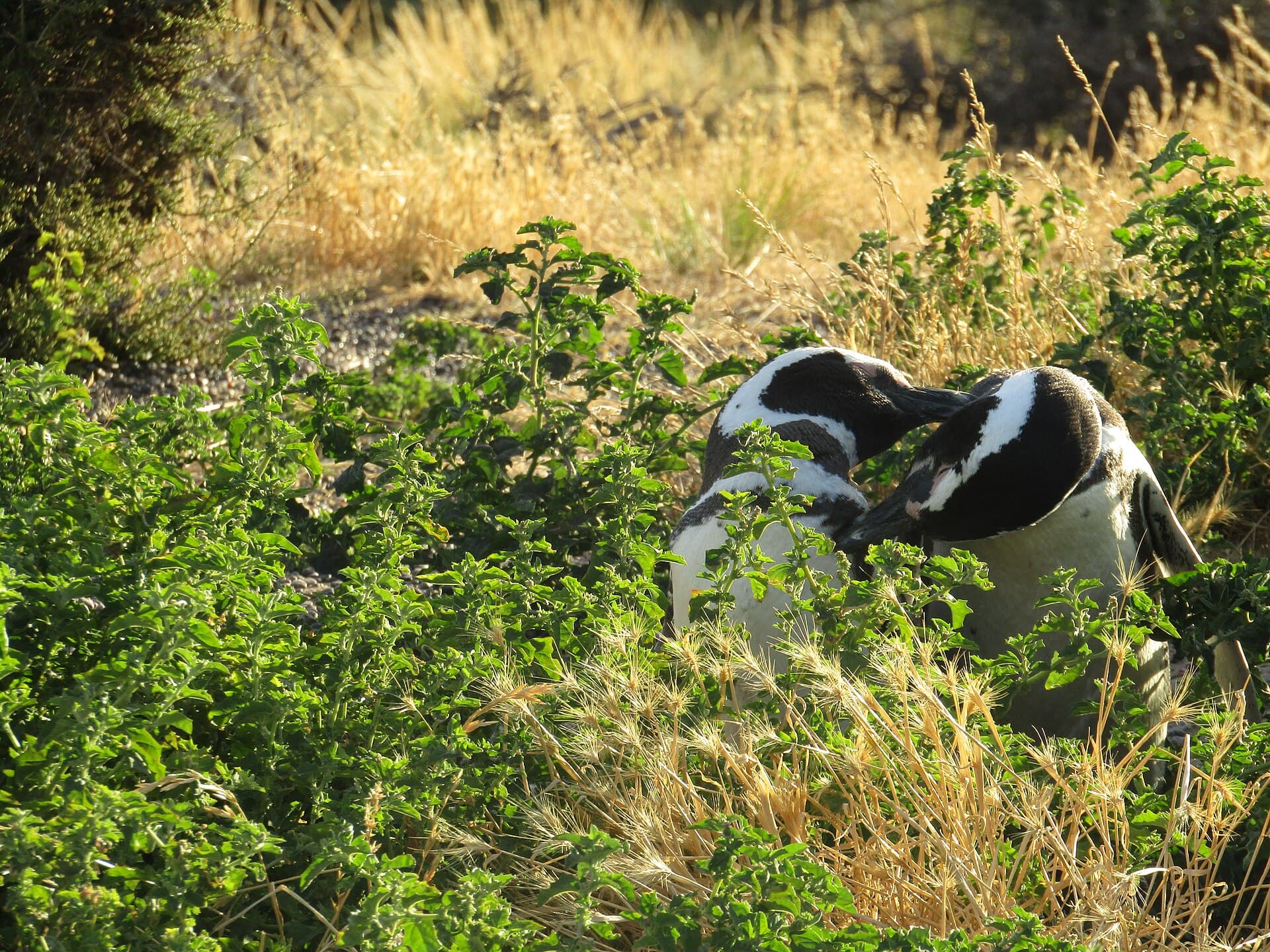 Punta Tombo Penguin Reserve, Puerto Madryn