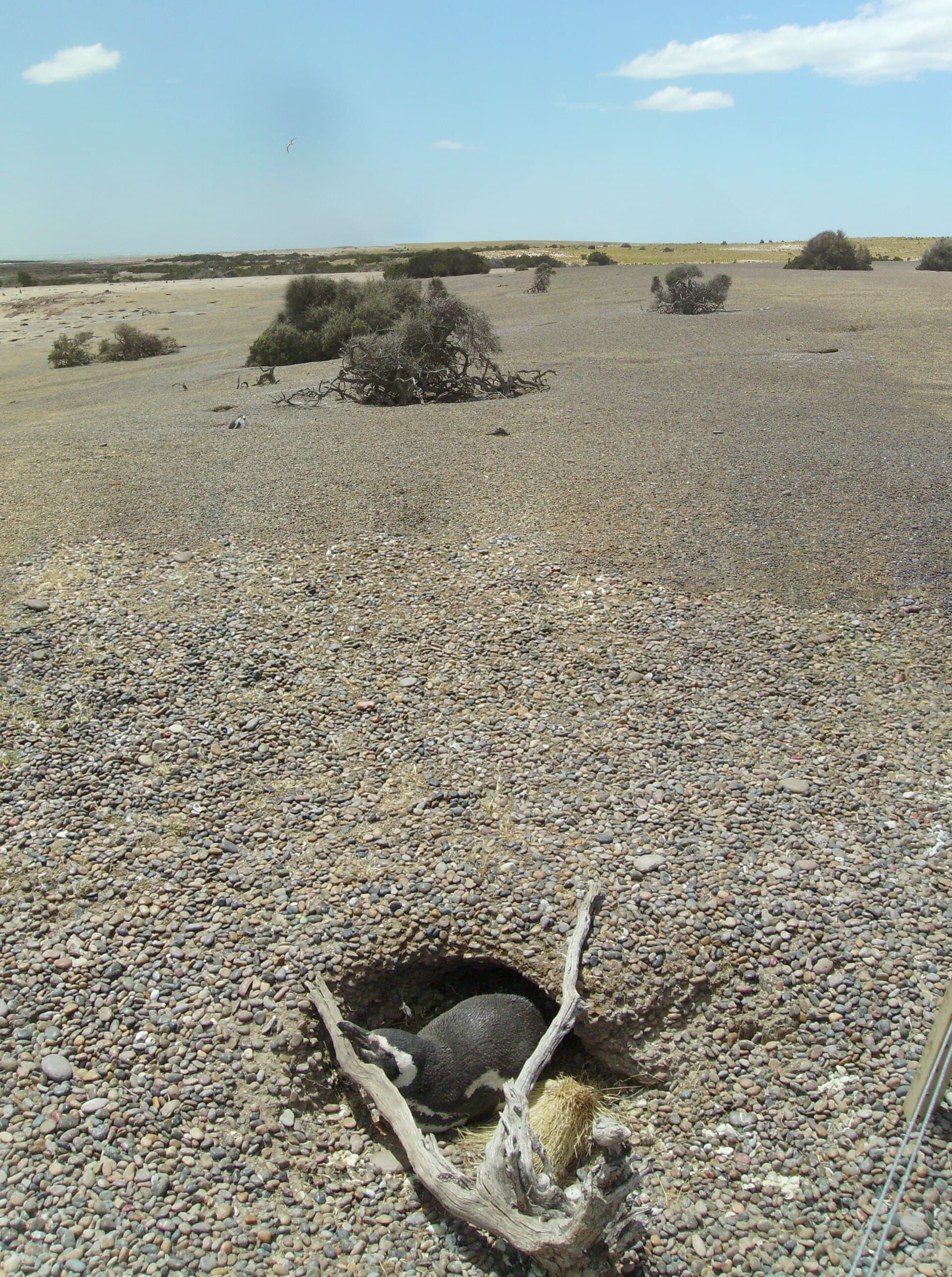 Punta Tombo Penguin Reserve, Puerto Madryn