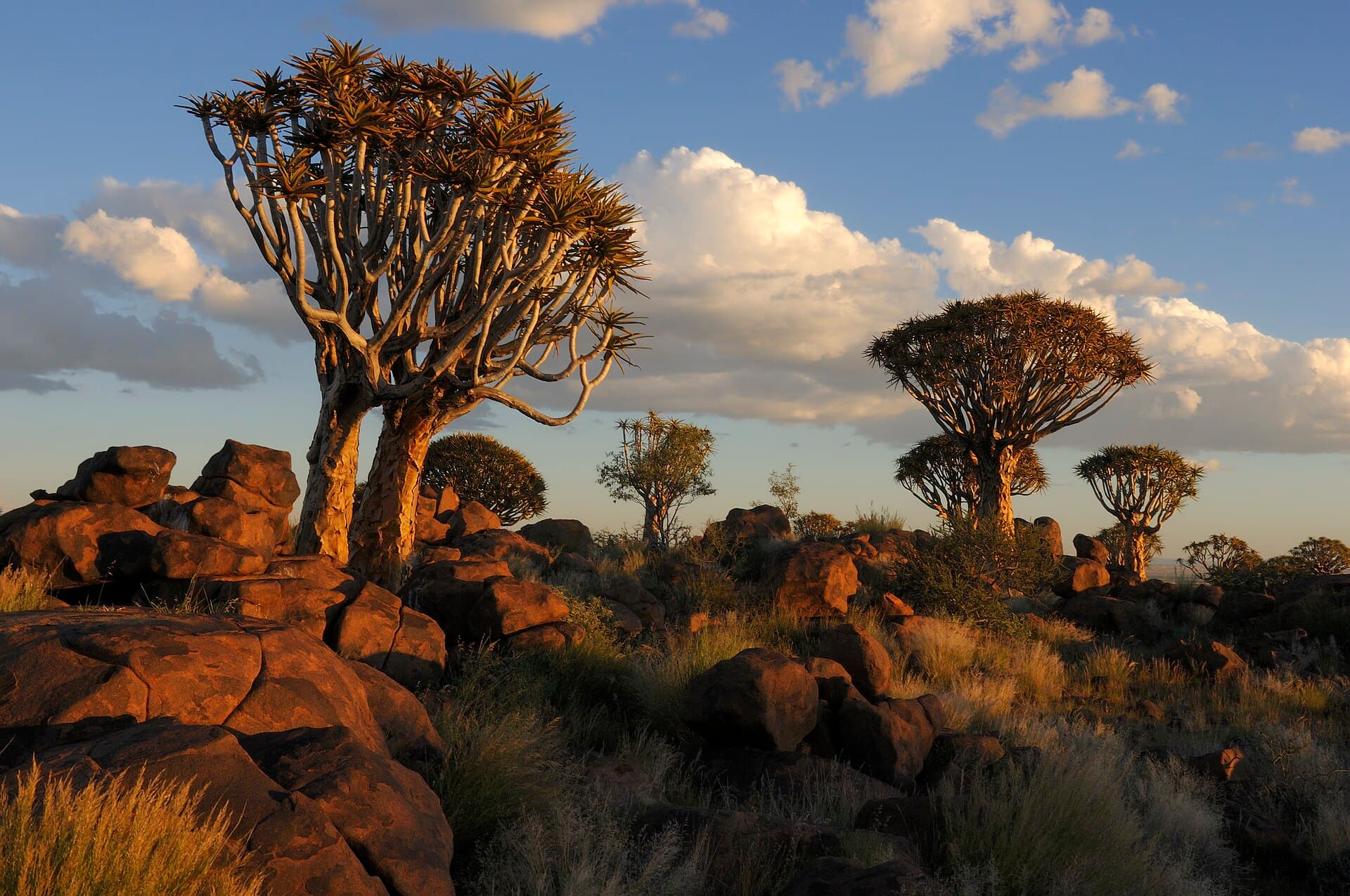 Quiver Tree Forest