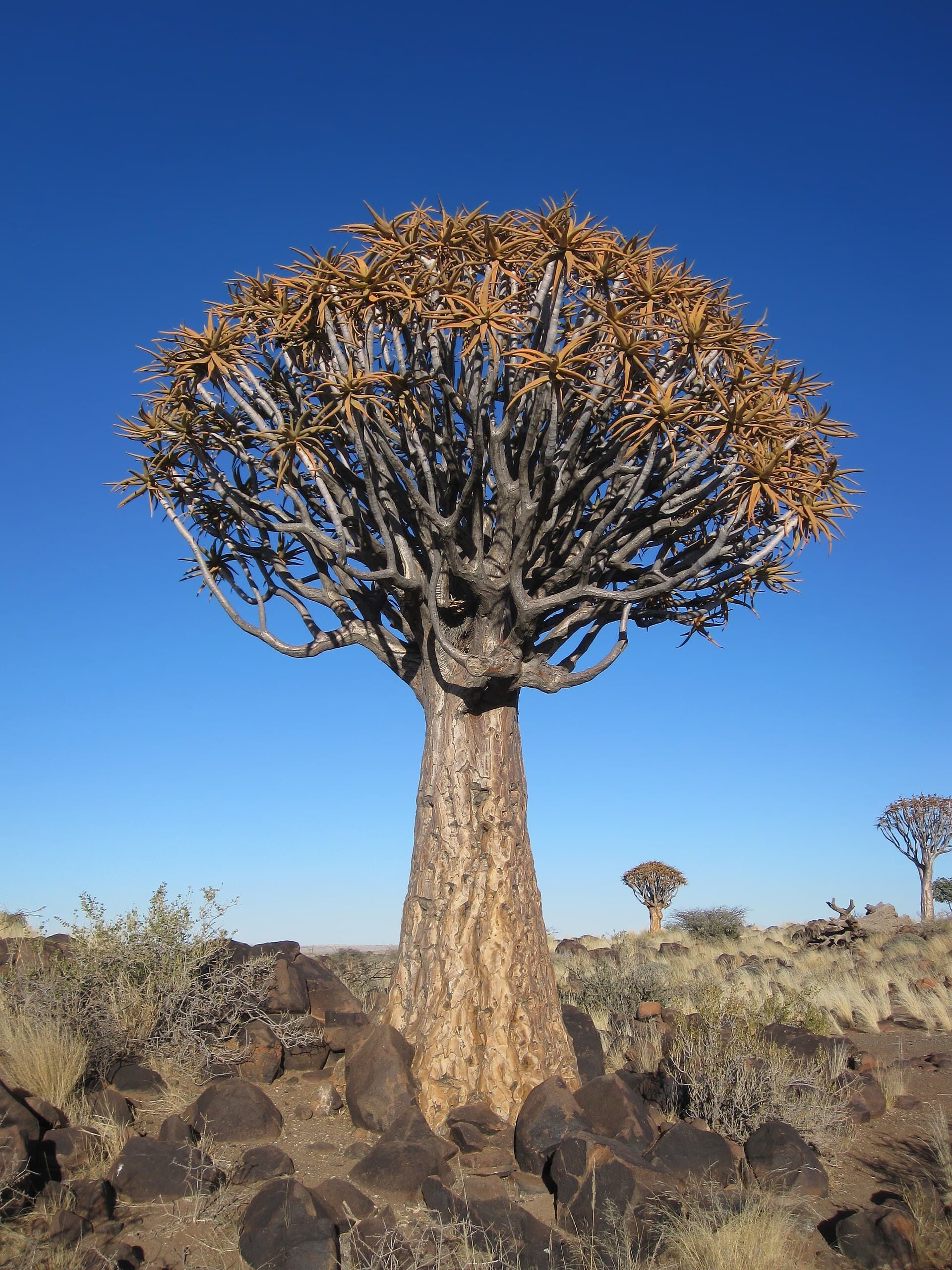 Quiver Tree Forest