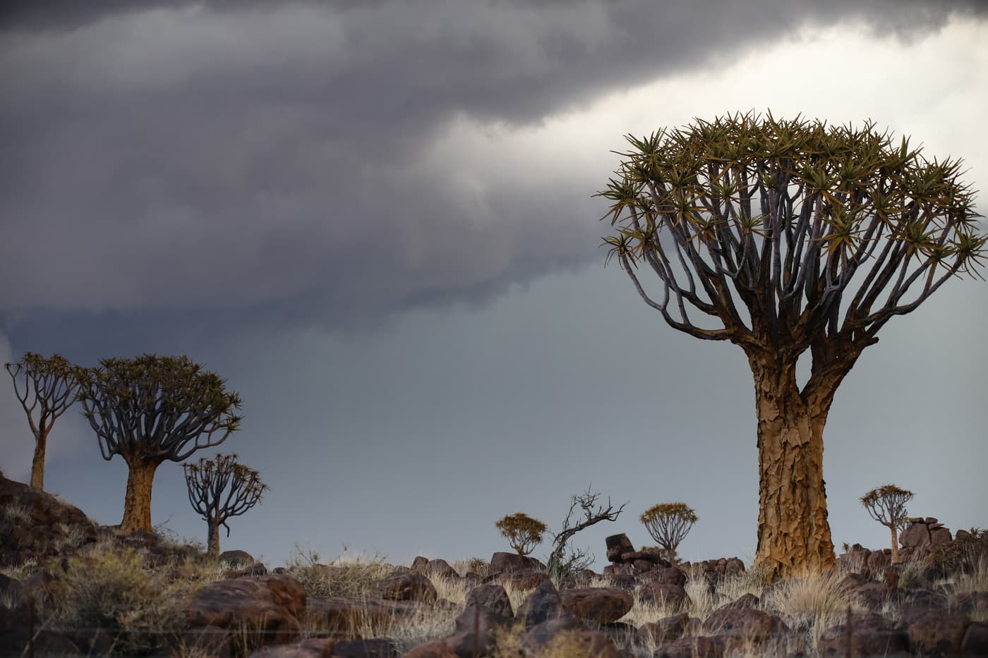 Quiver Tree Forest