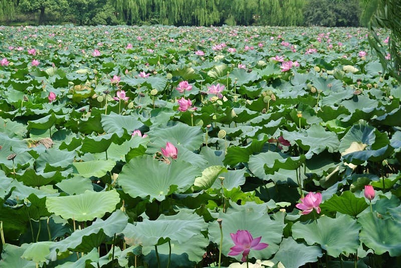 Quyuan Fenghe (Lotus in the Breeze)